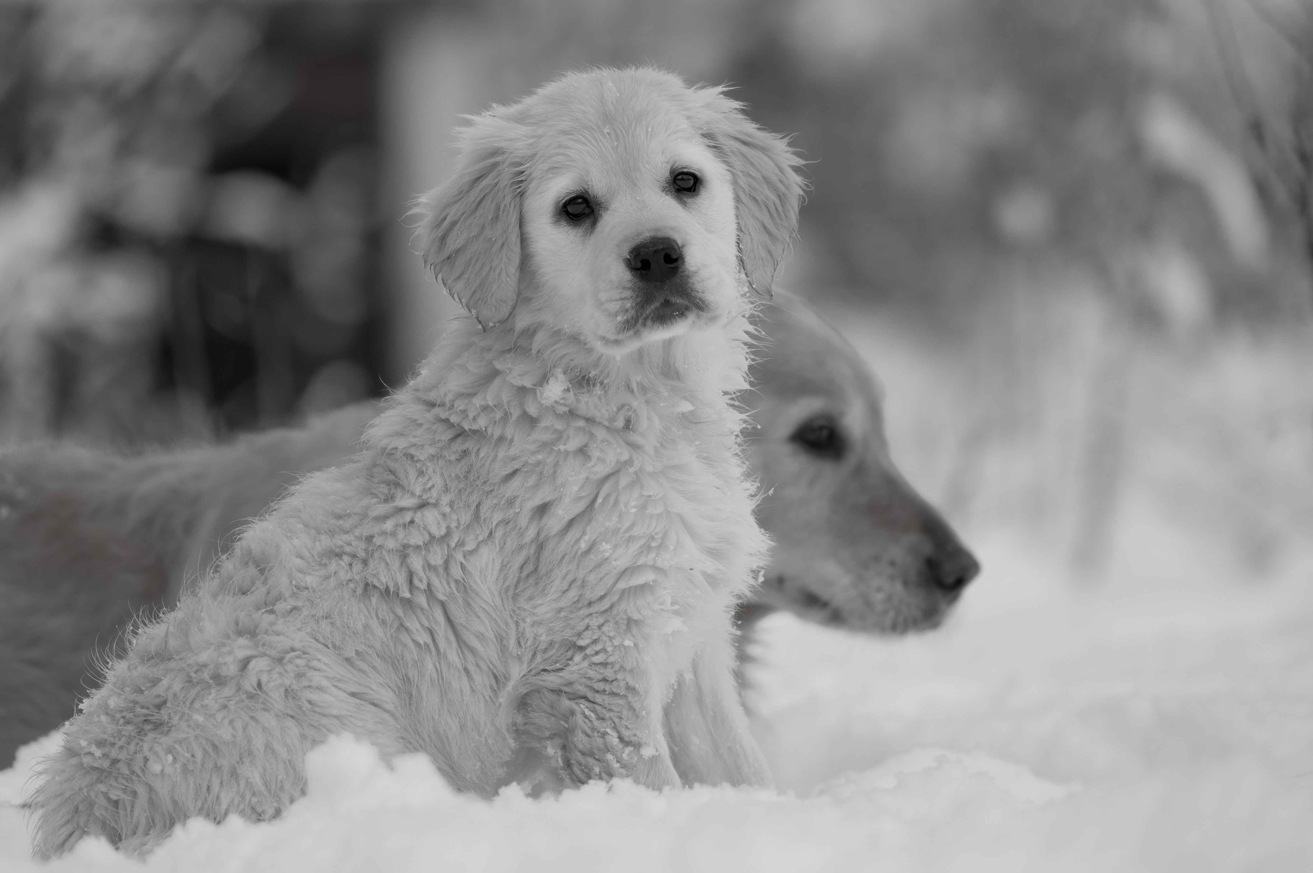 Puppies — SnowWhite0301 f