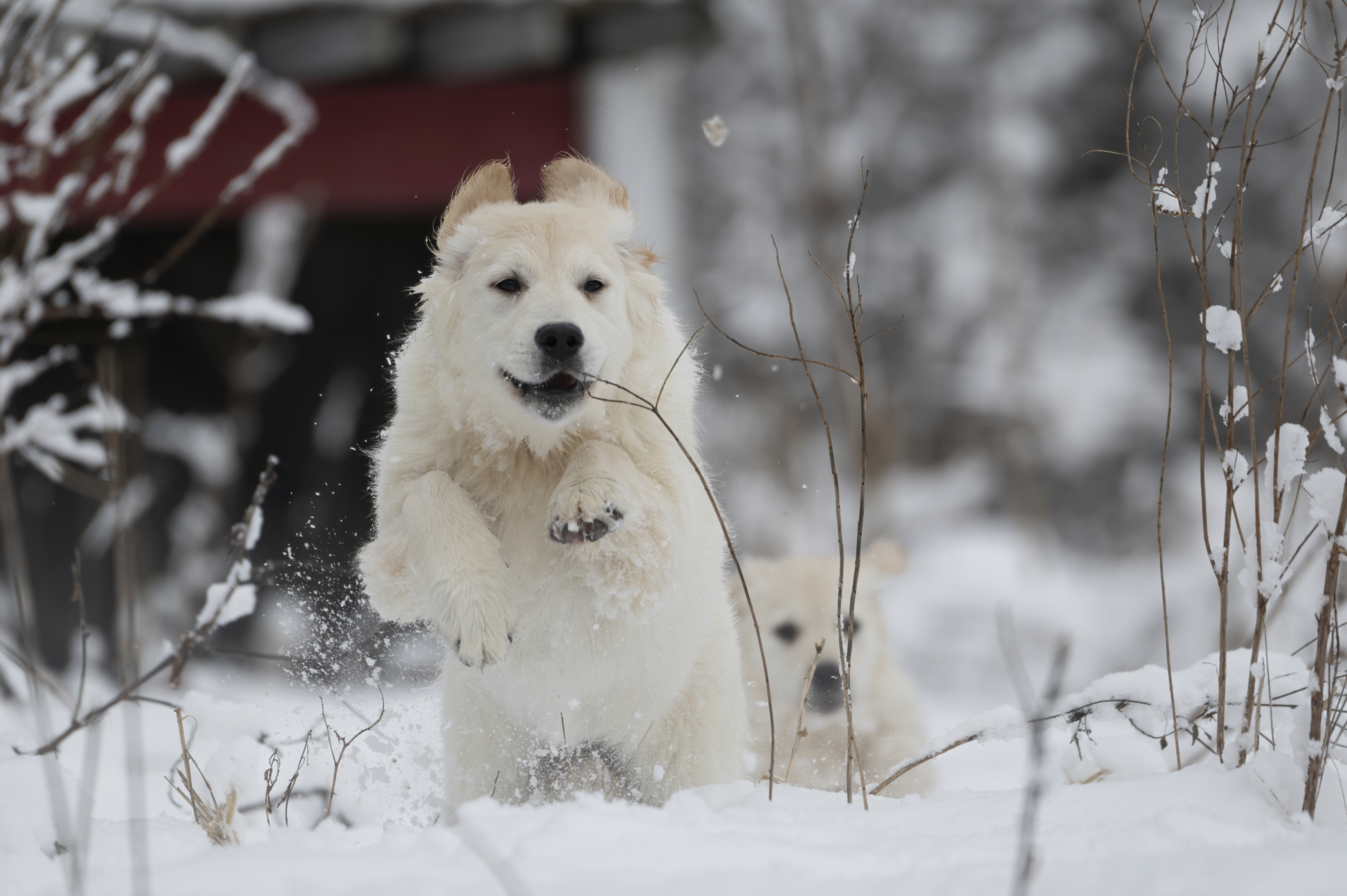 English Cream puppy sleeping peacefully
