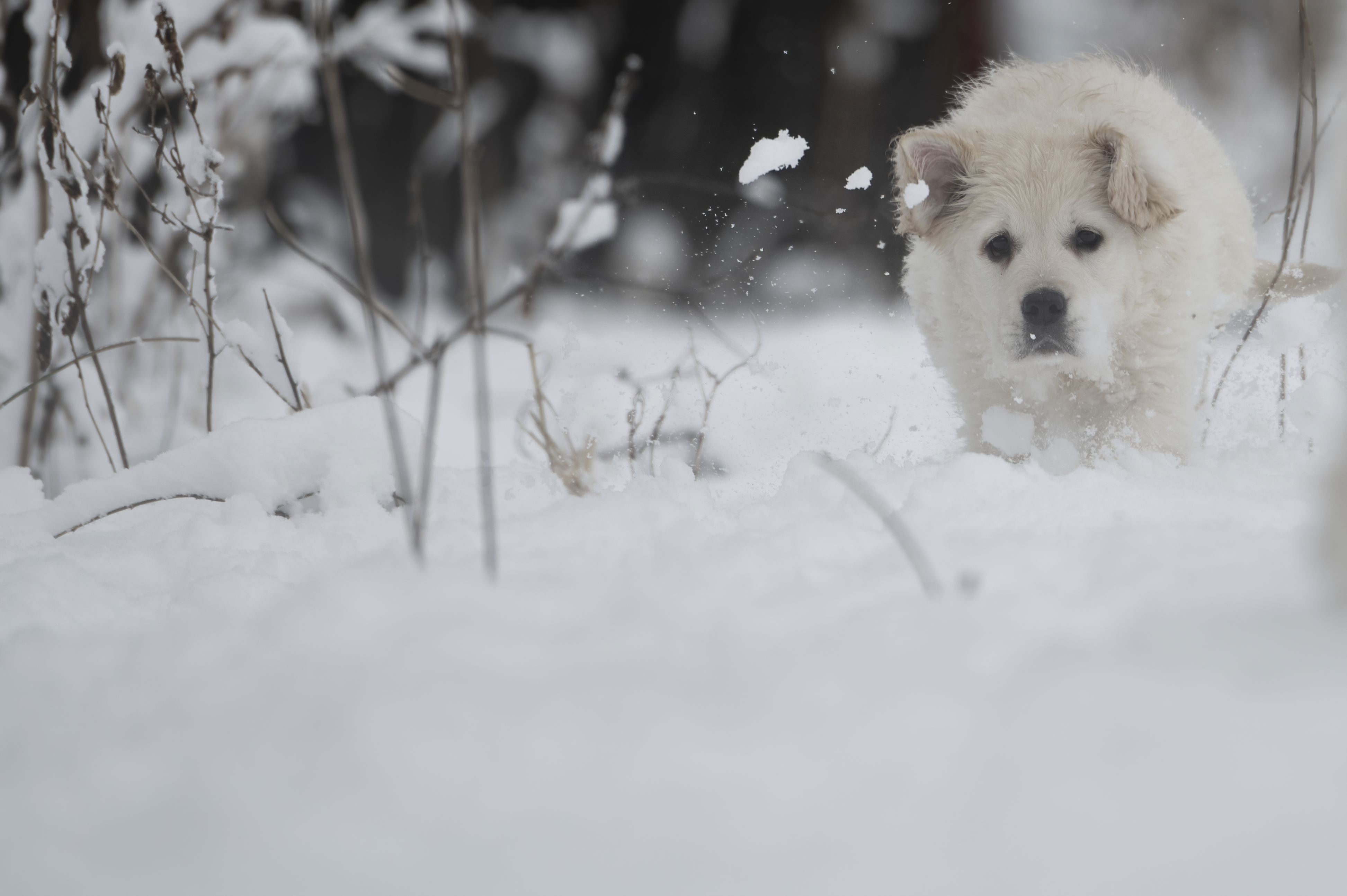 Puppies — SnowWhite0358 f