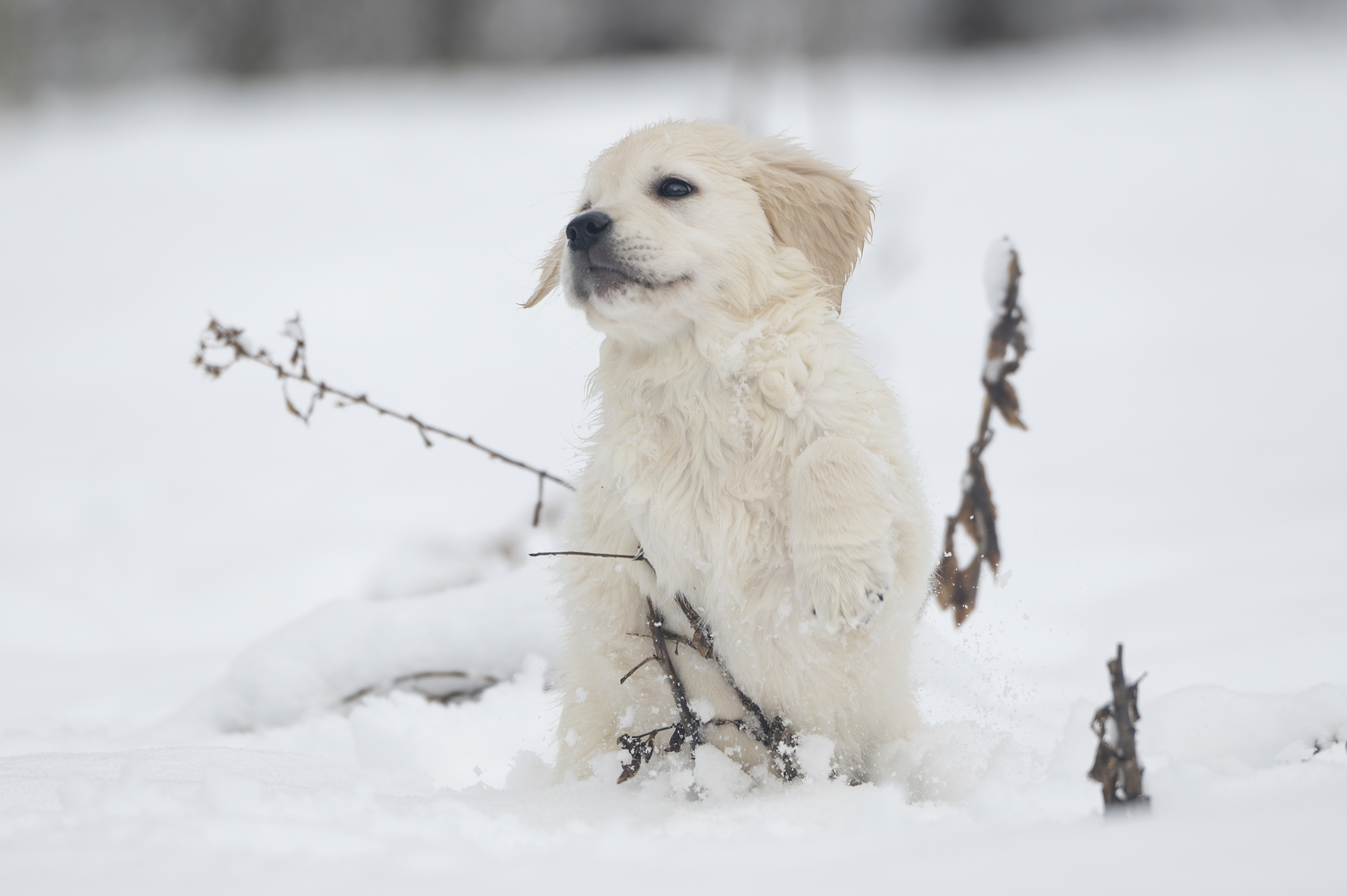 Puppies — SnowWhite0908 f