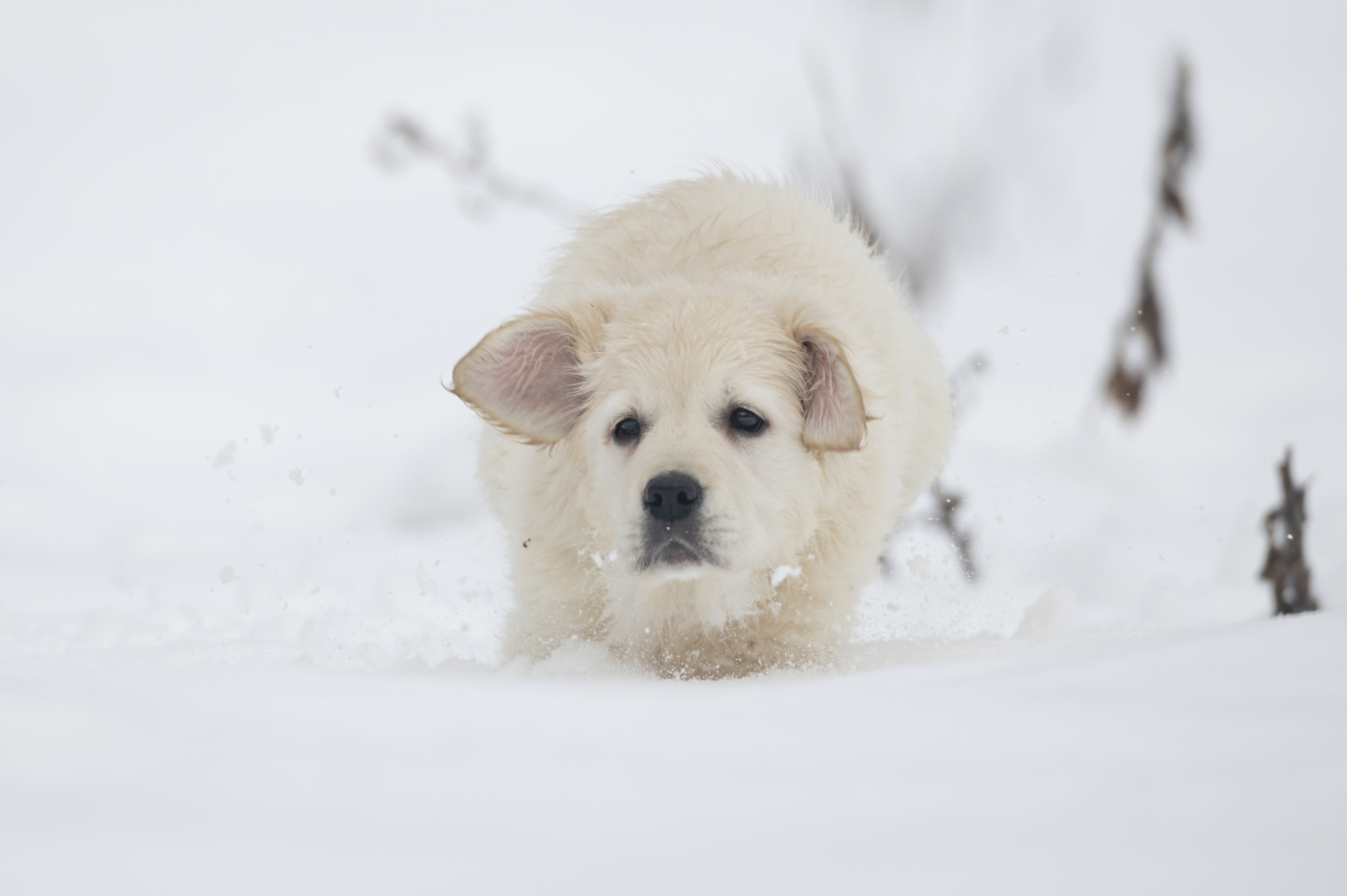 Puppies — SnowWhite0920 f