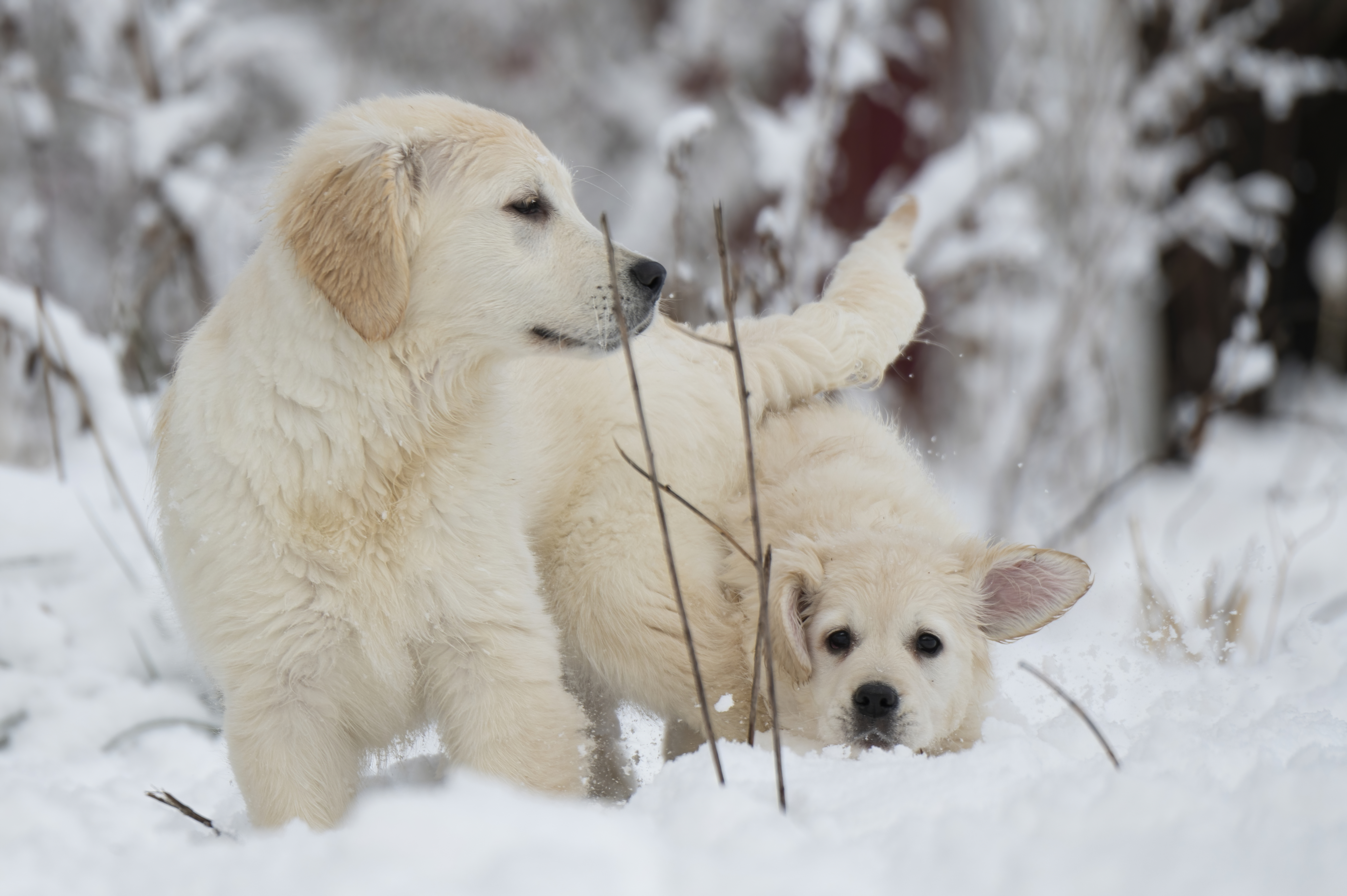 Puppies — SnowWhite0958 f