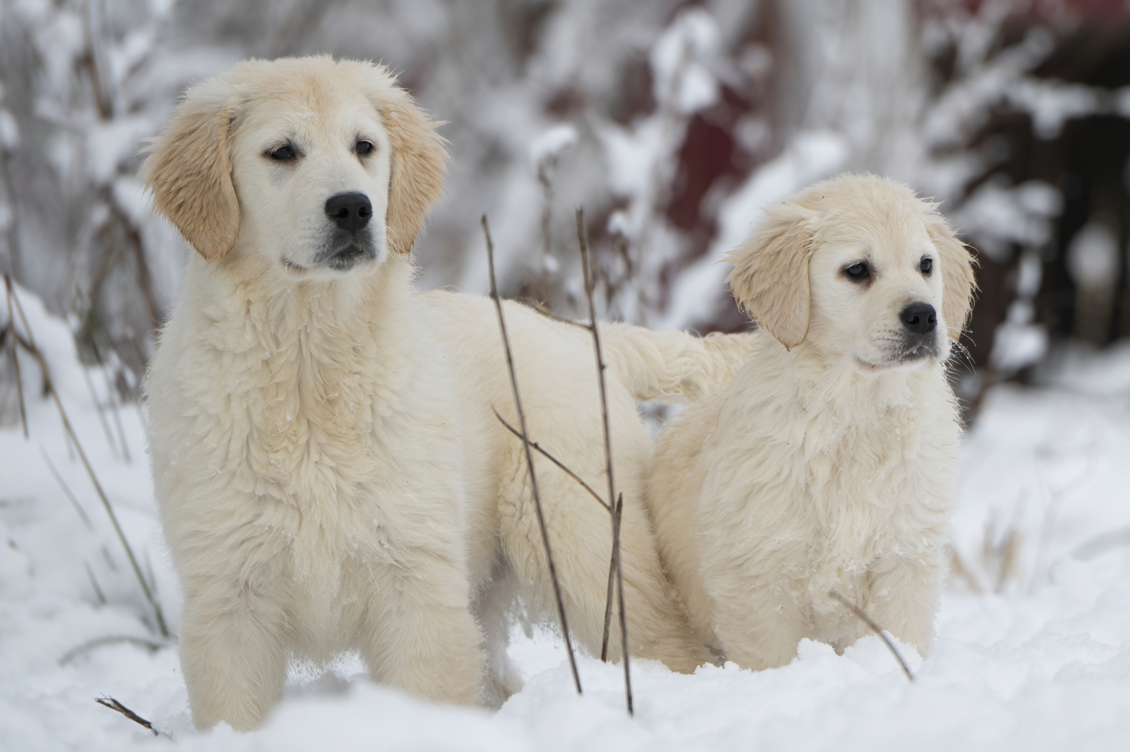 Puppies — SnowWhite0964 f