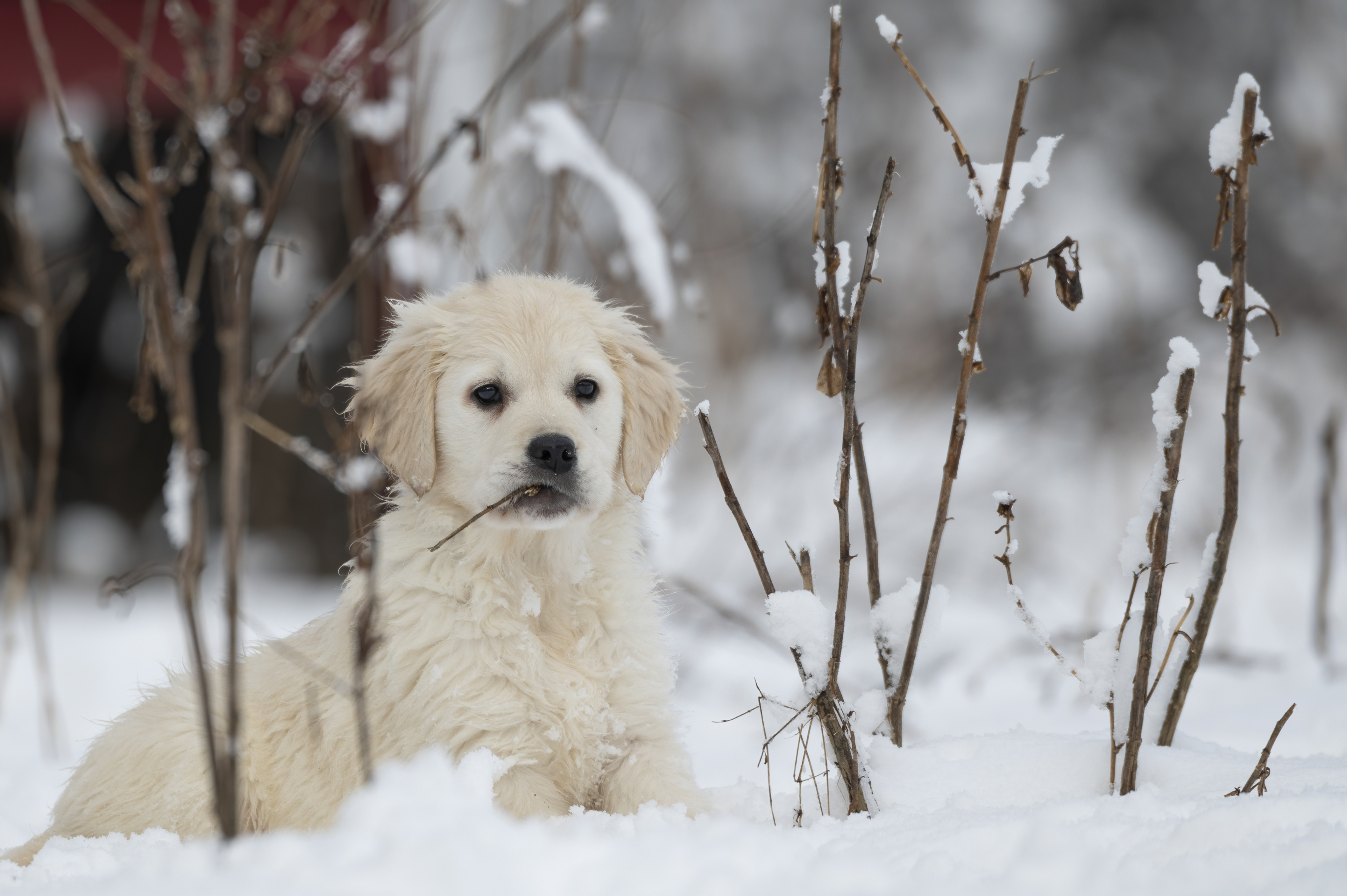 Puppies — SnowWhite1018 f