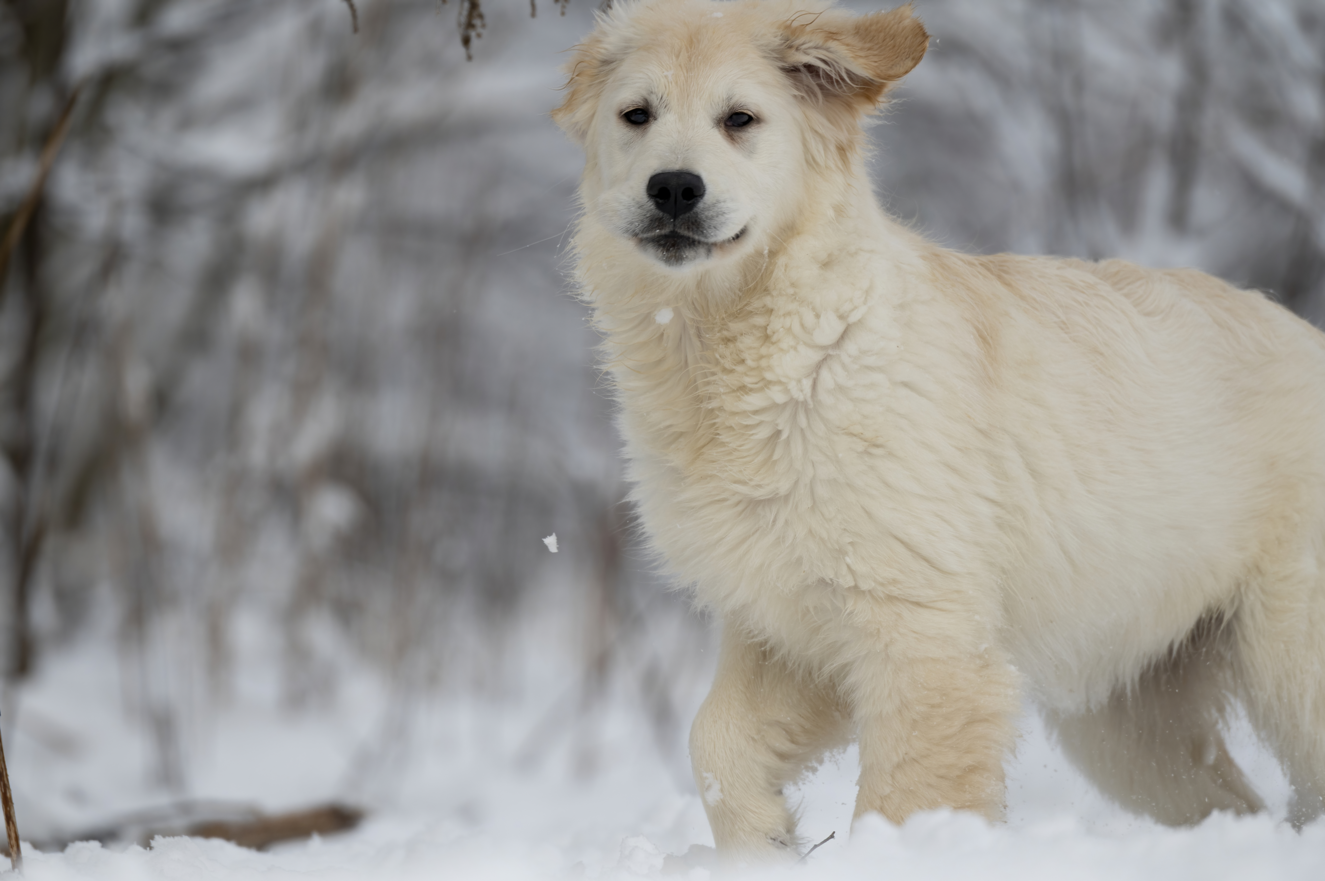 Puppies — SnowWhite1038 f