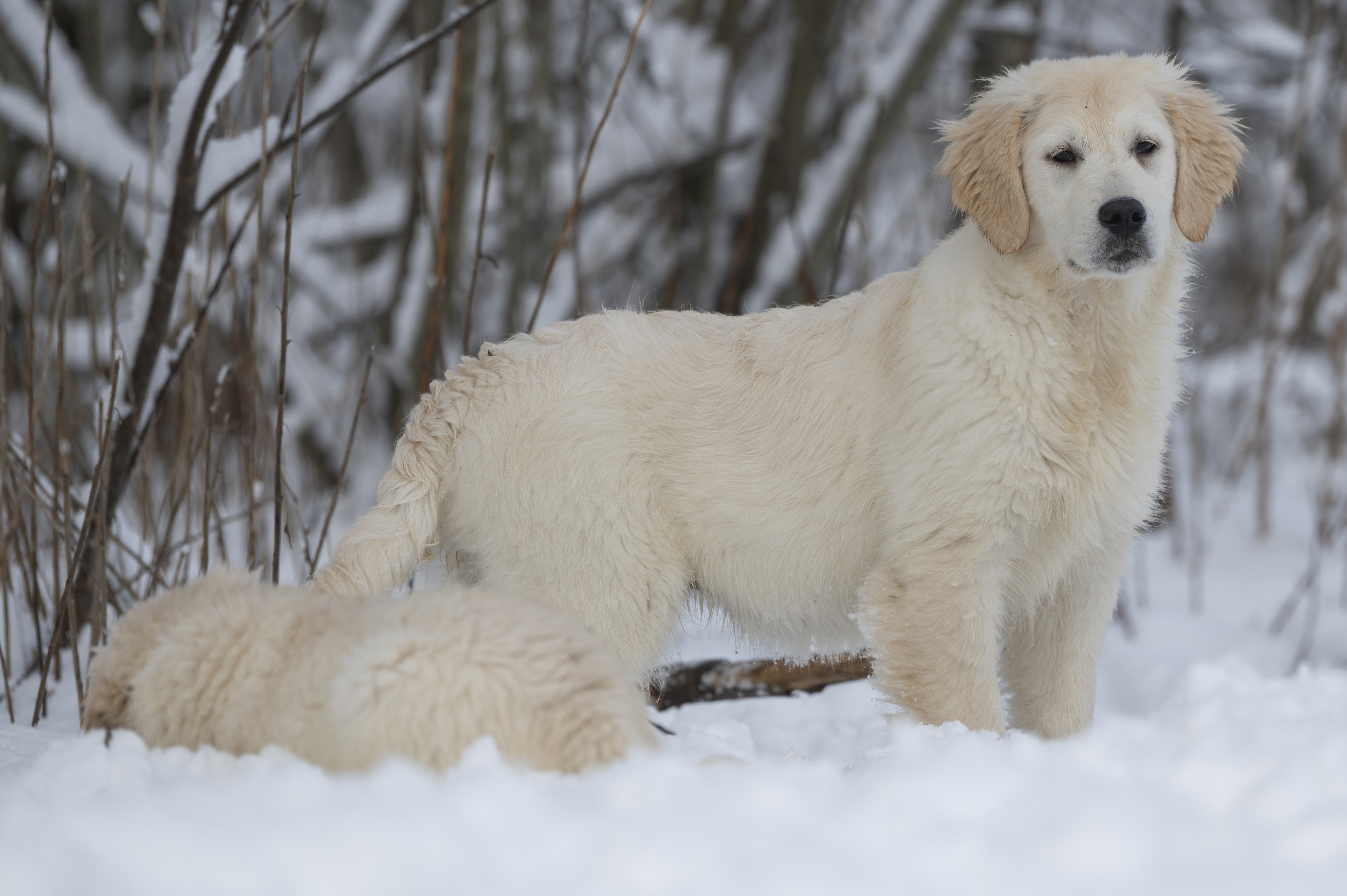 Puppies — SnowWhite1211 f