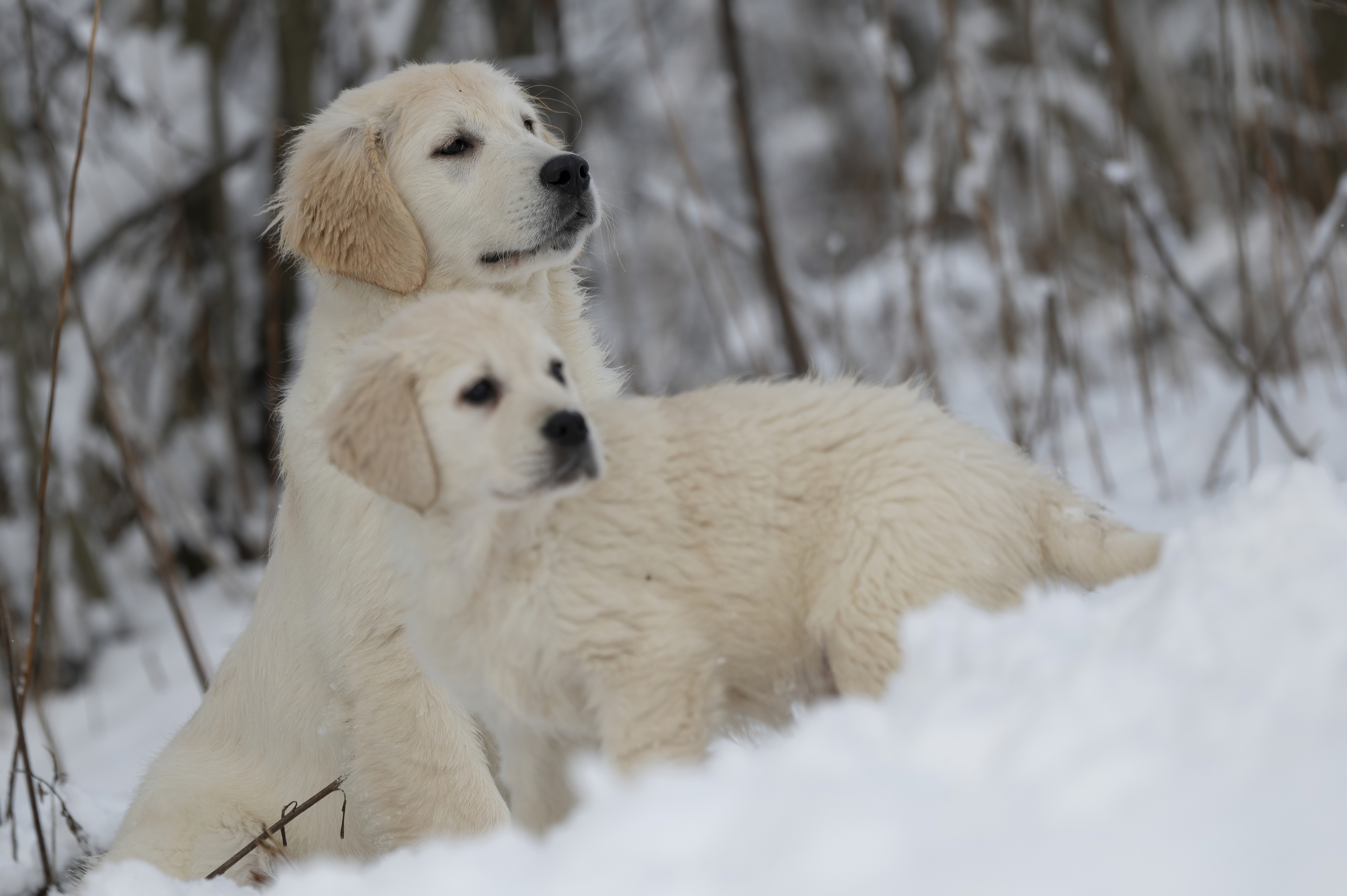 White Golden Retriever puppy going home