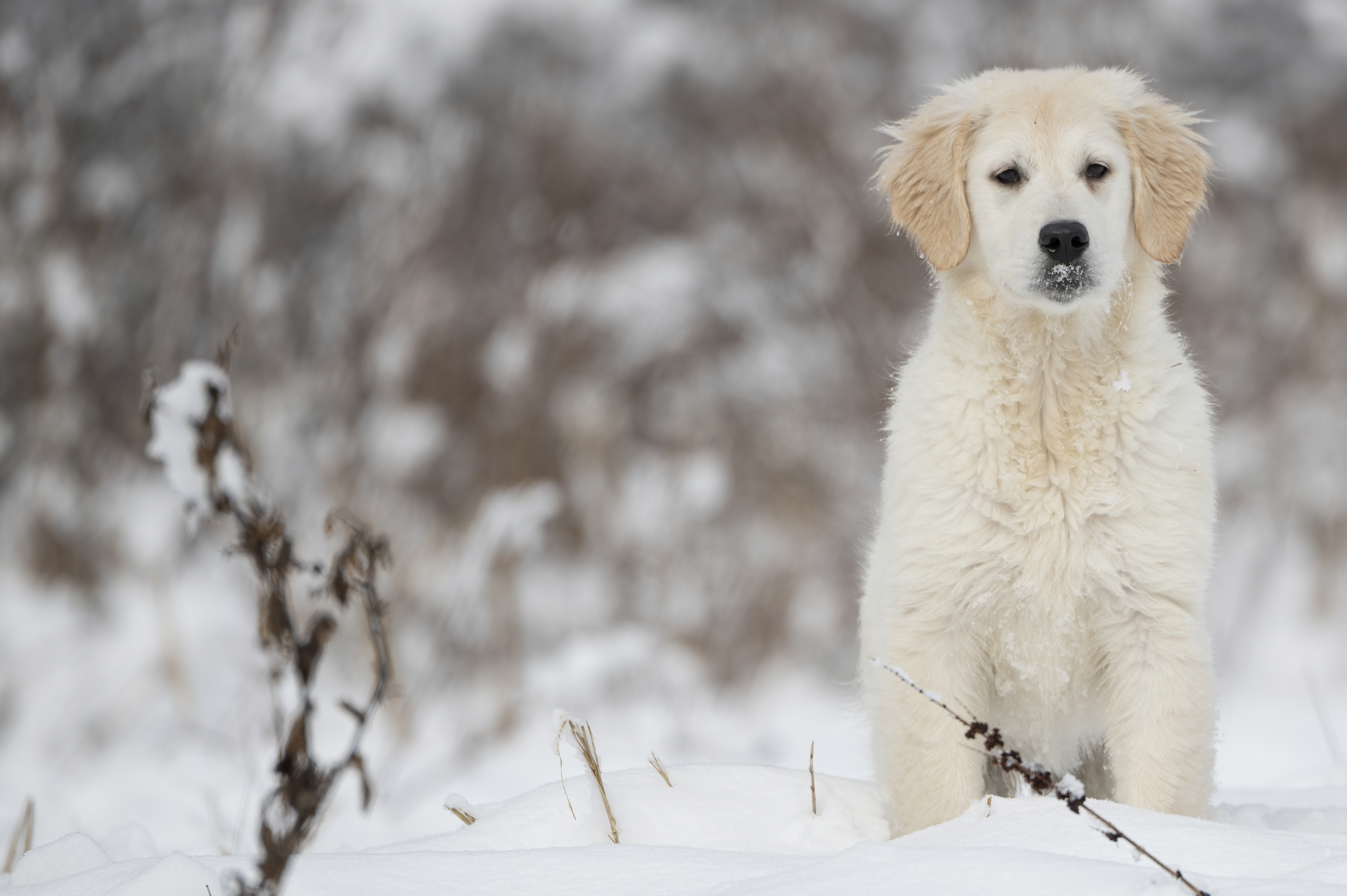 Puppies — SnowWhite1279 f