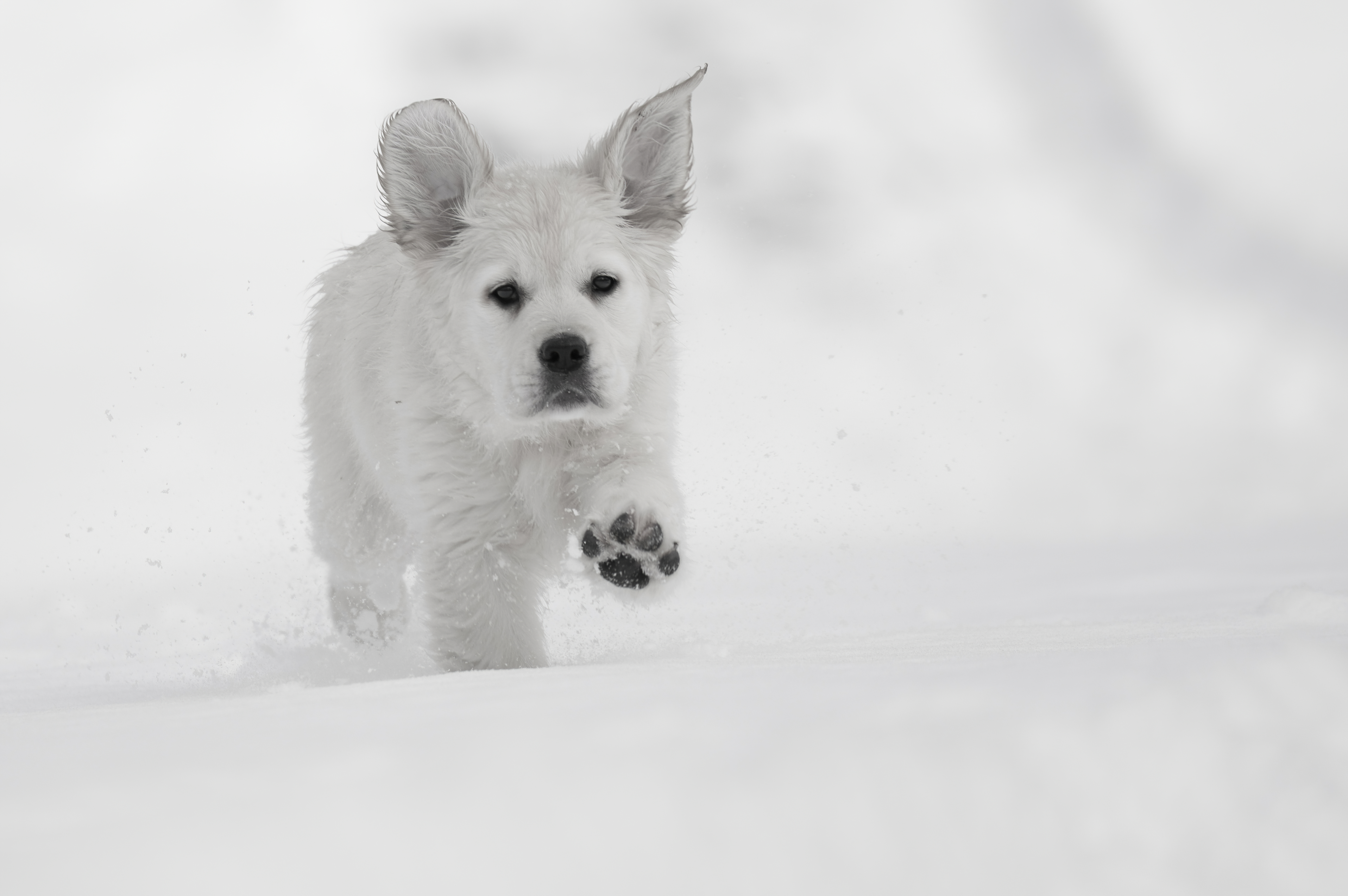 Puppies — SnowWhite1372 f