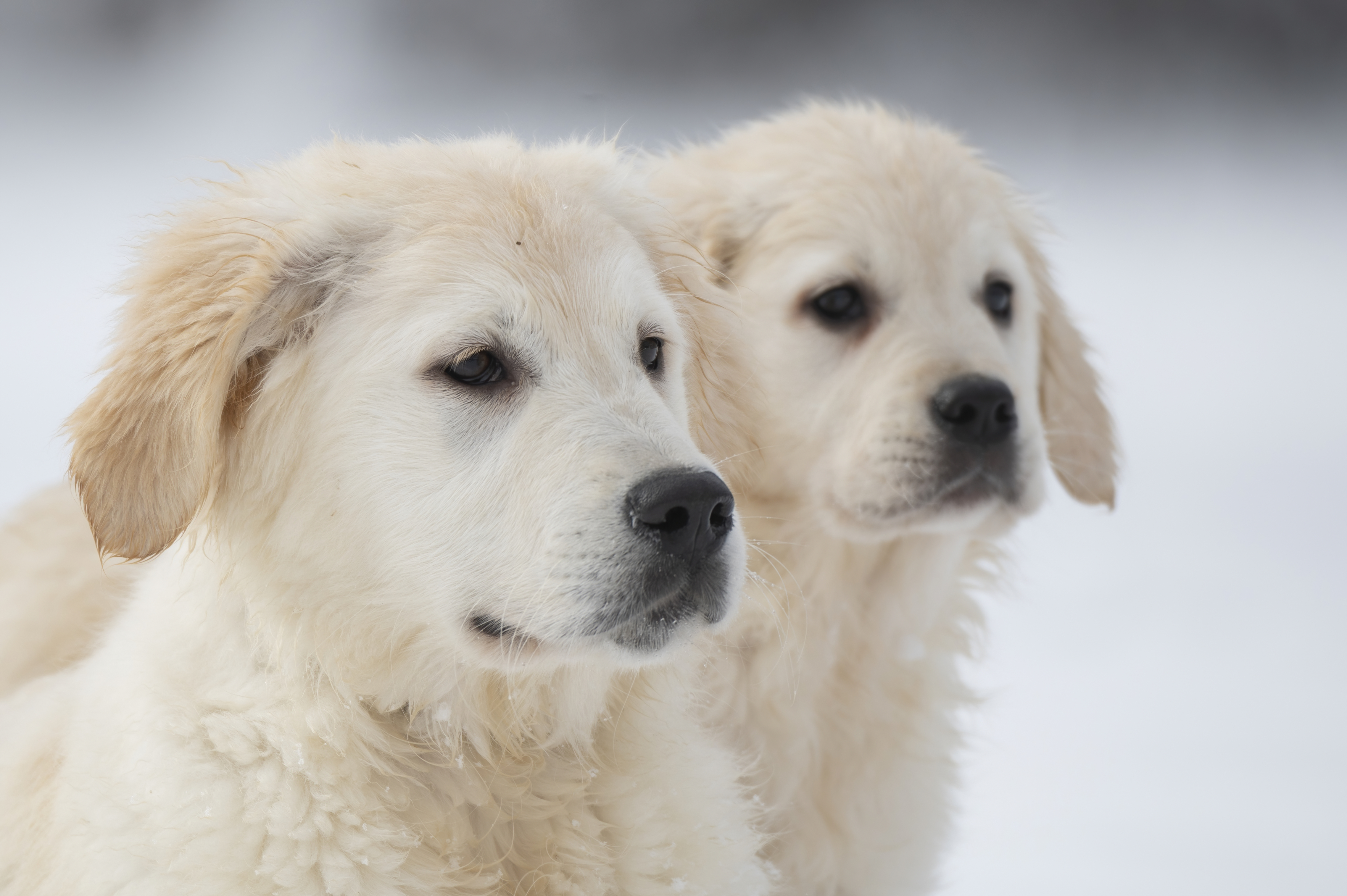 Puppies — SnowWhite1418 f