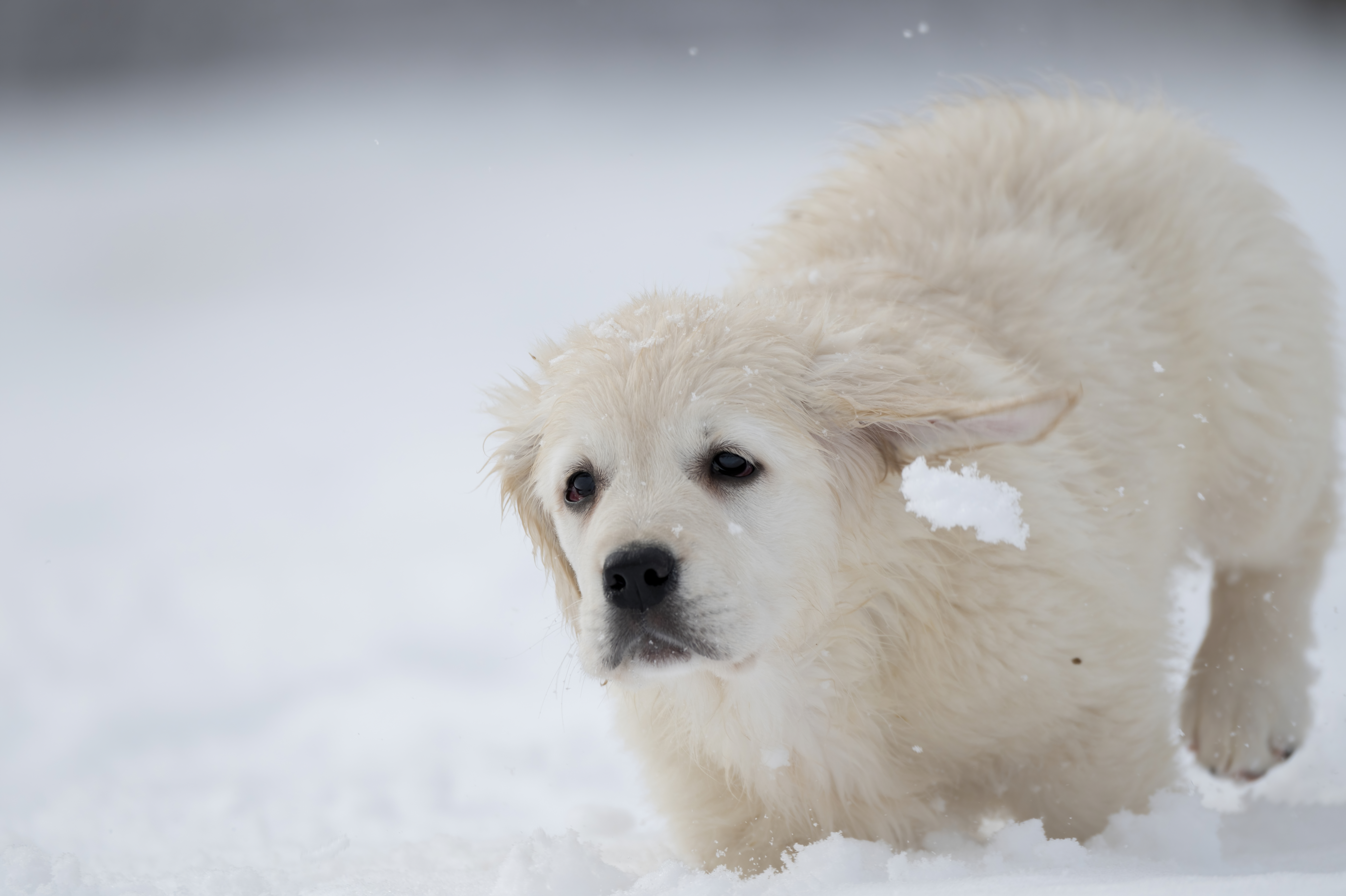 Puppies — SnowWhite1457 f