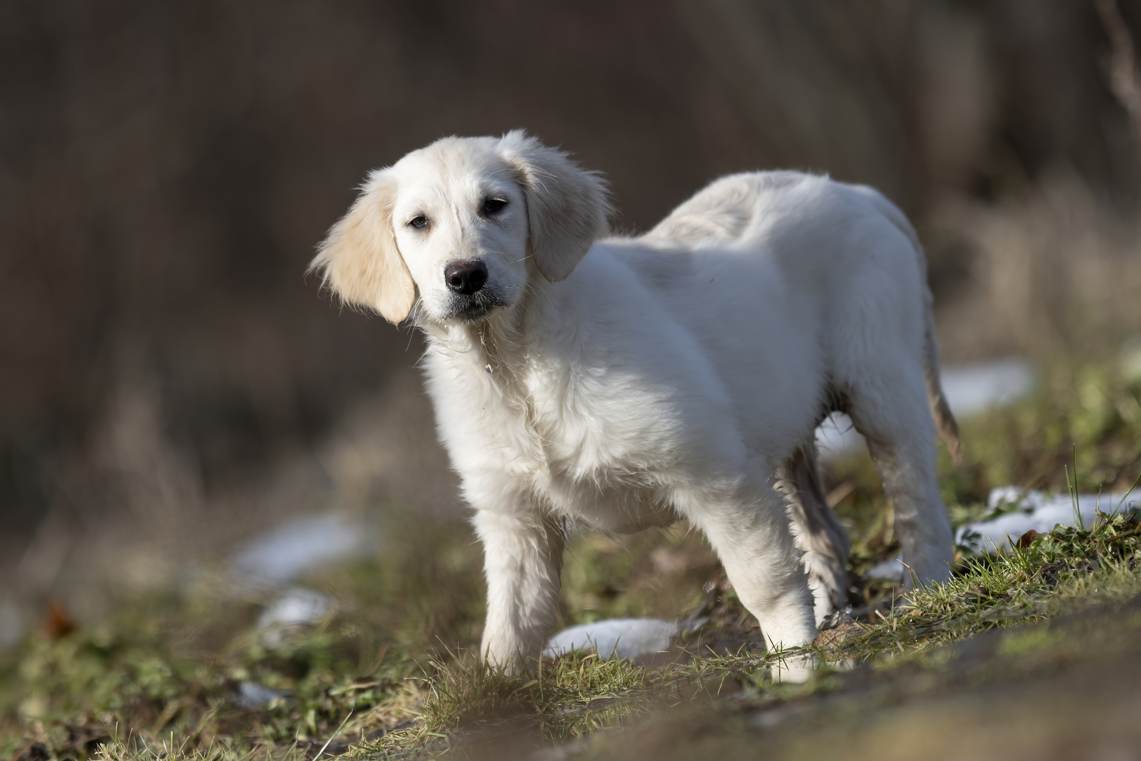 Puppies — JoshPup048 f