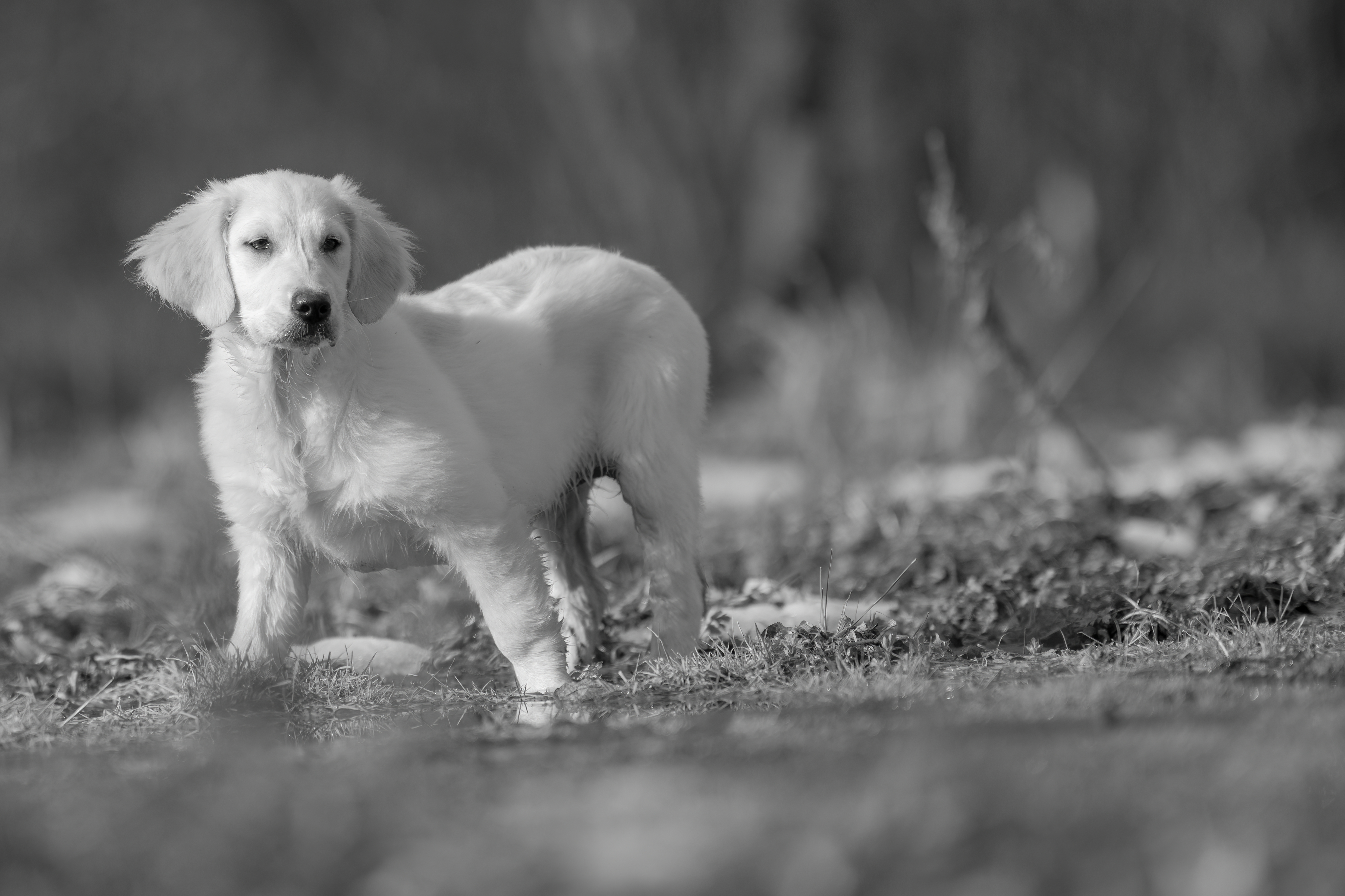 Puppies — JoshPup060 1 f