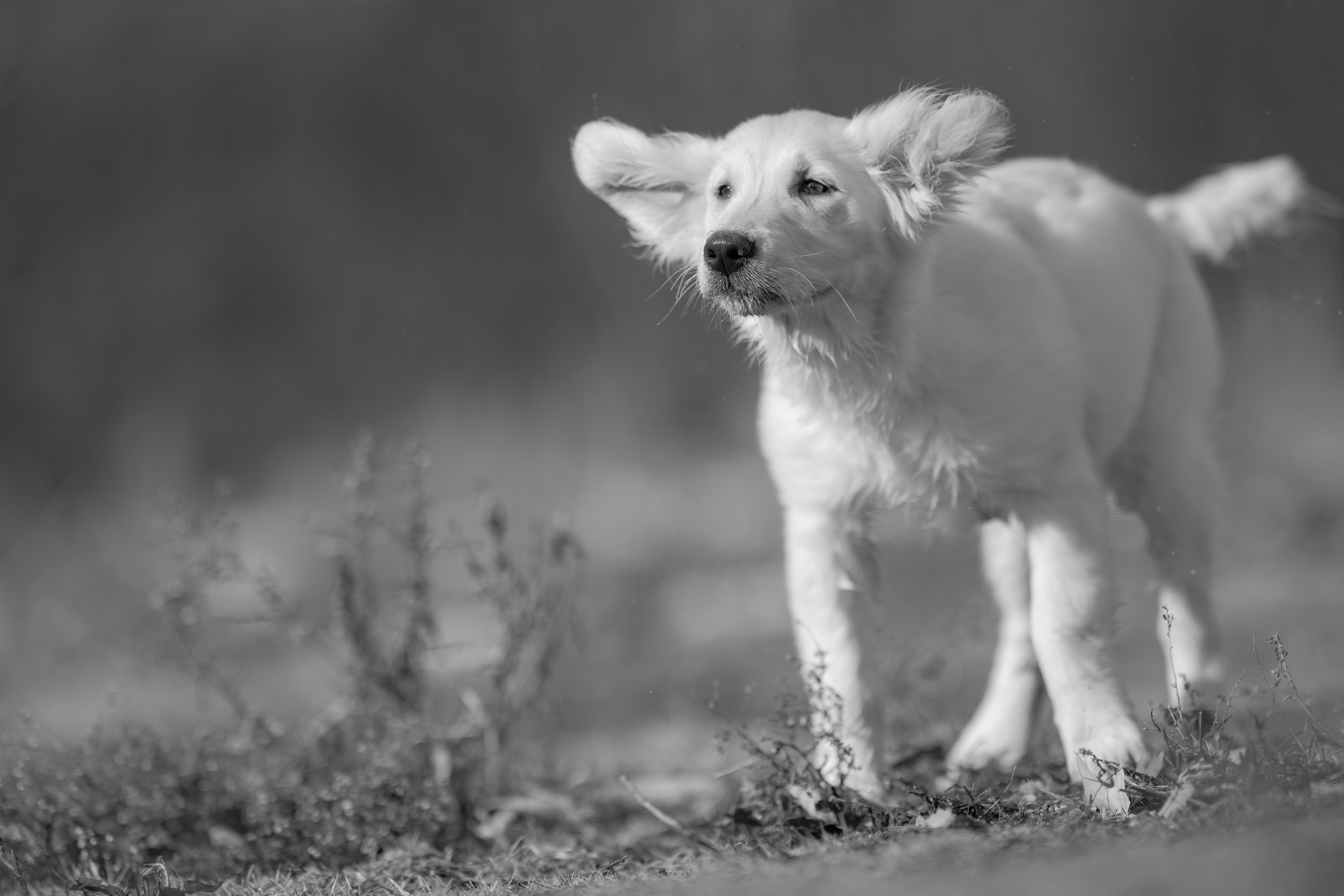 Puppies — JoshPup118 1 f