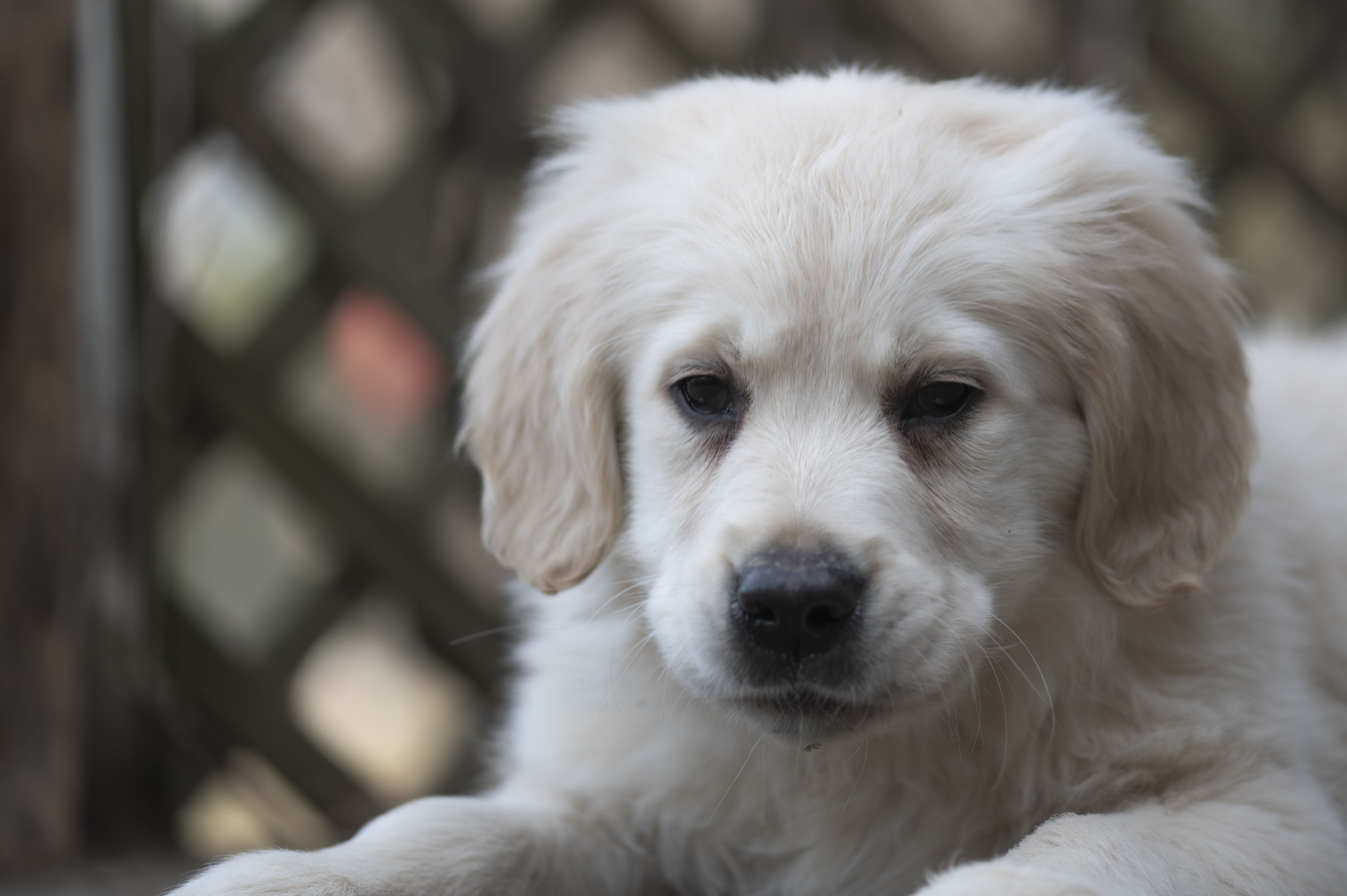 Puppies — DMooMoo201