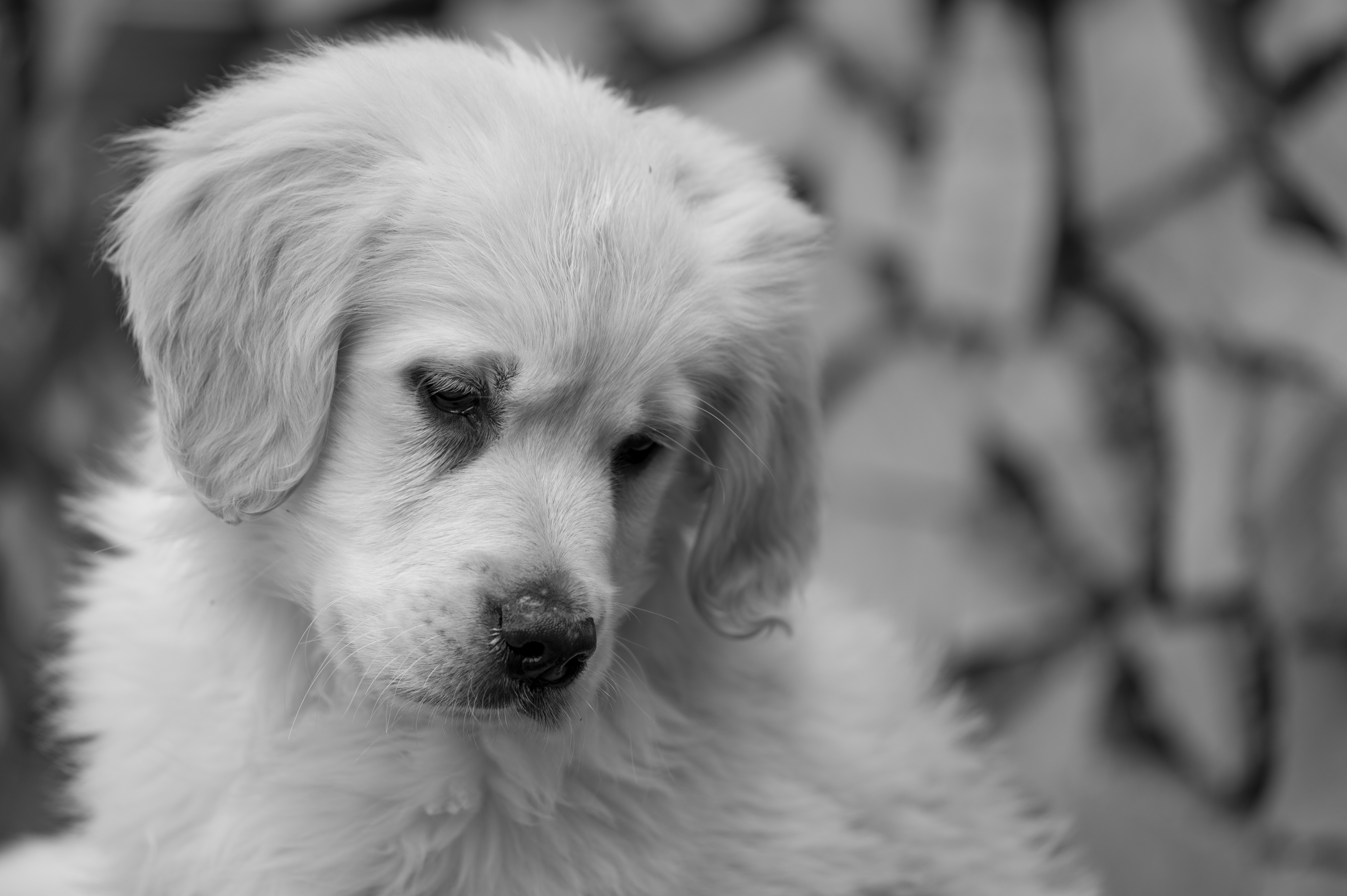 Puppies — DMooMoo213