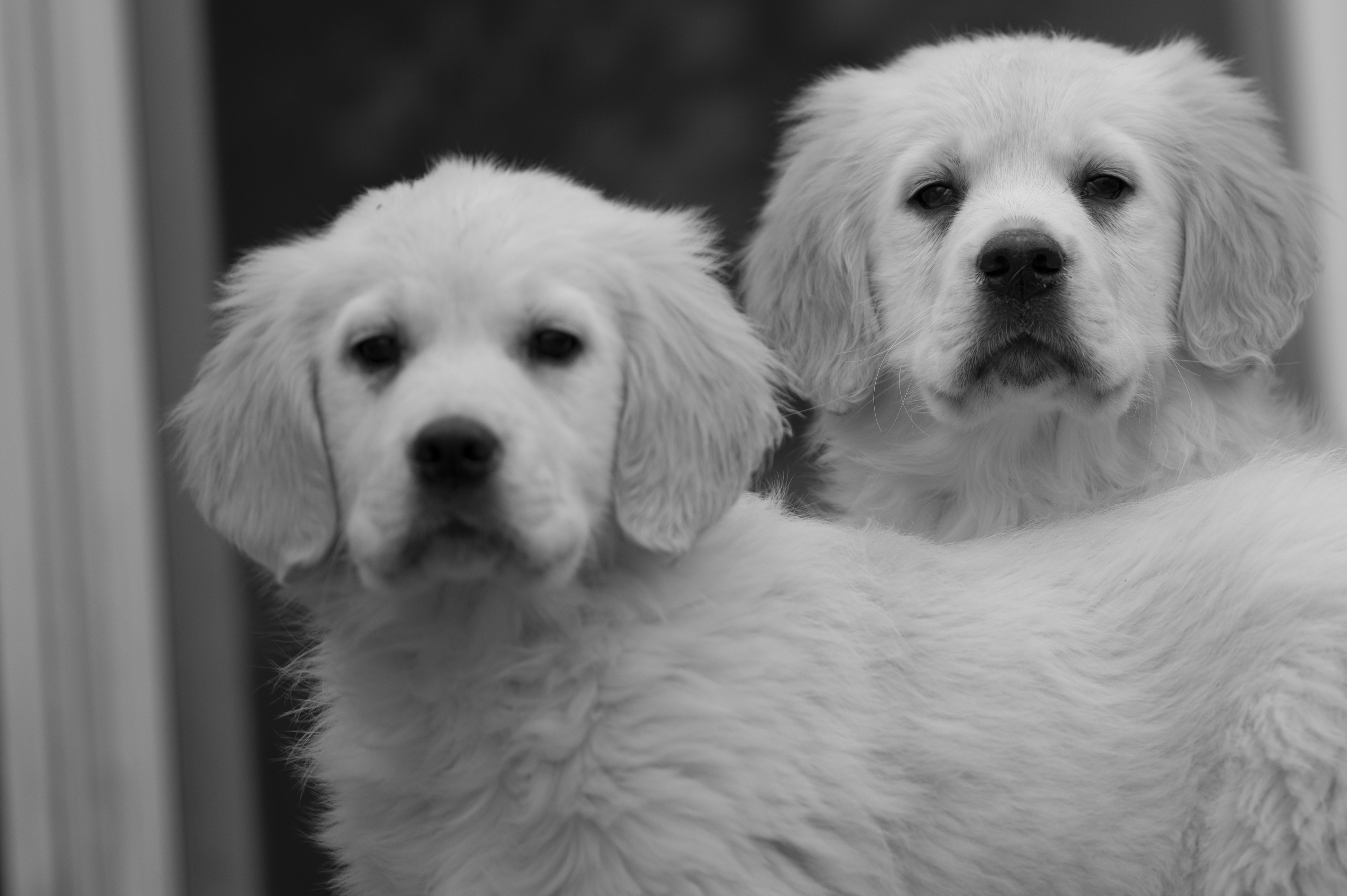 Puppies — DMooMoo234