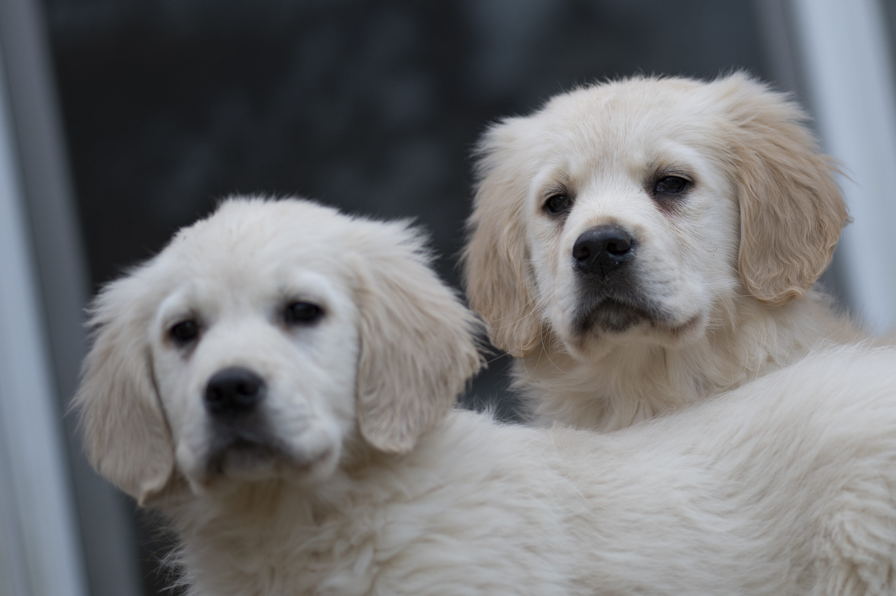 Puppies — DMooMoo240