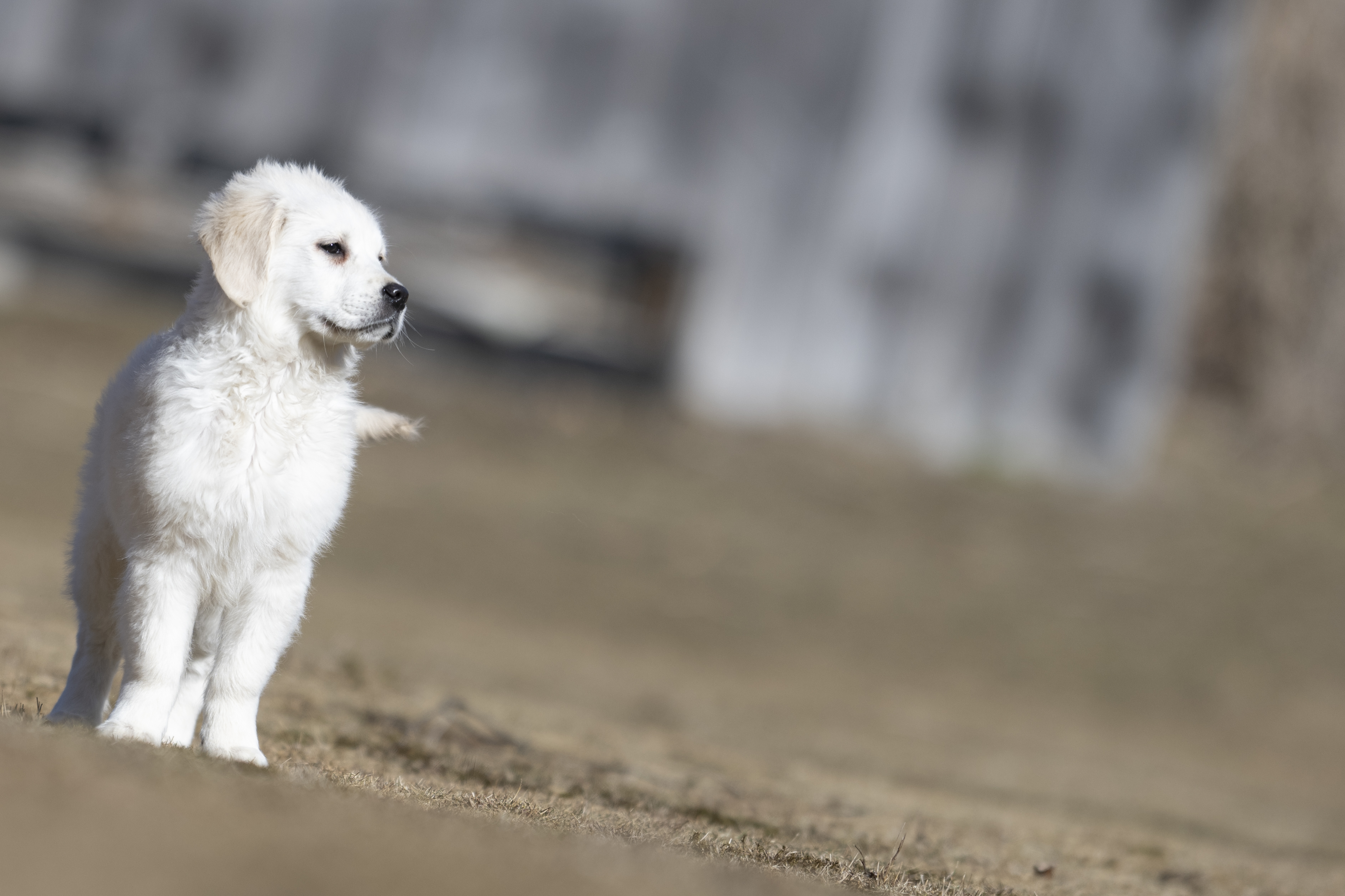 Puppies — MooNewField068