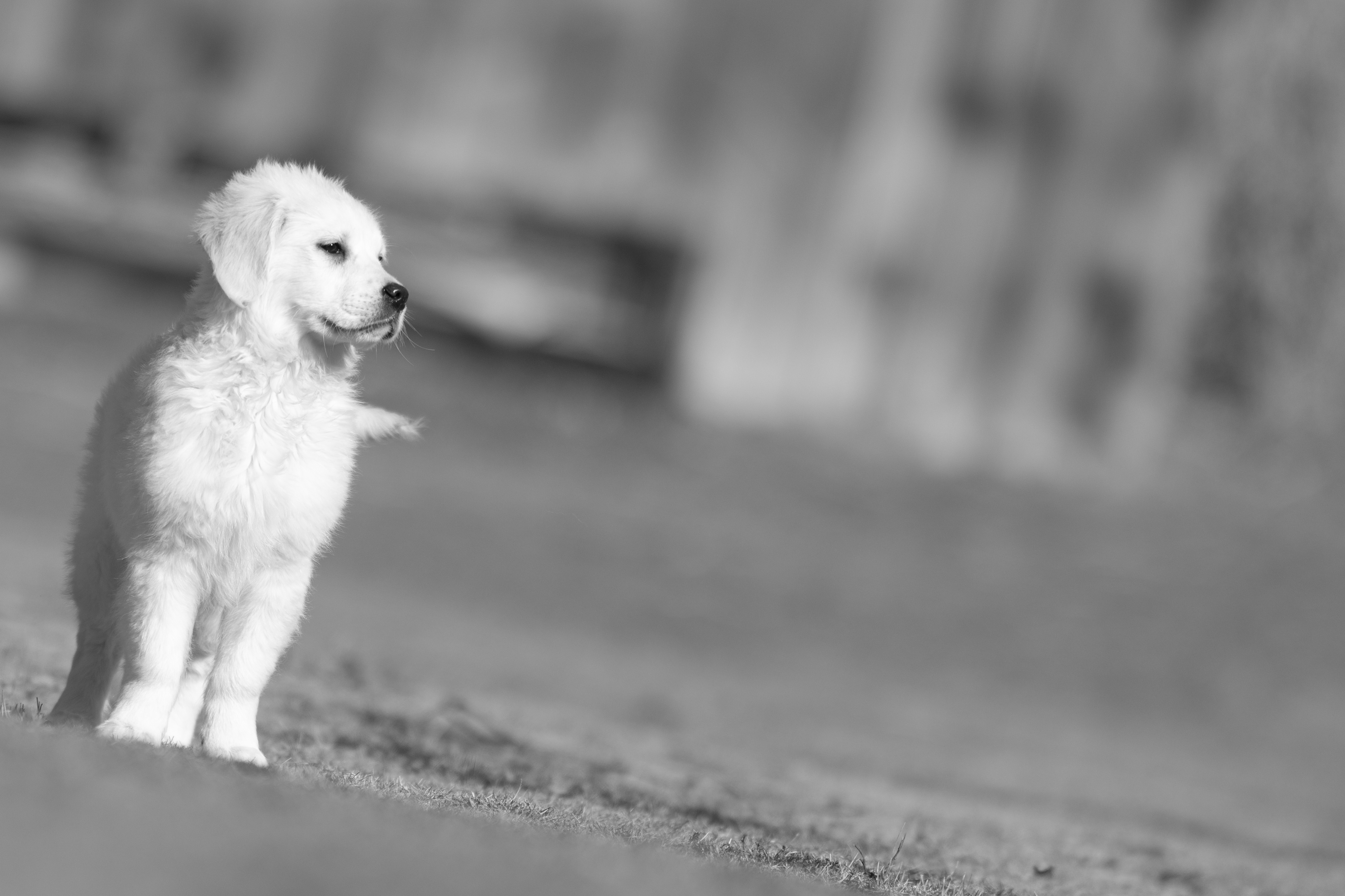 Puppies — MooNewField068 1