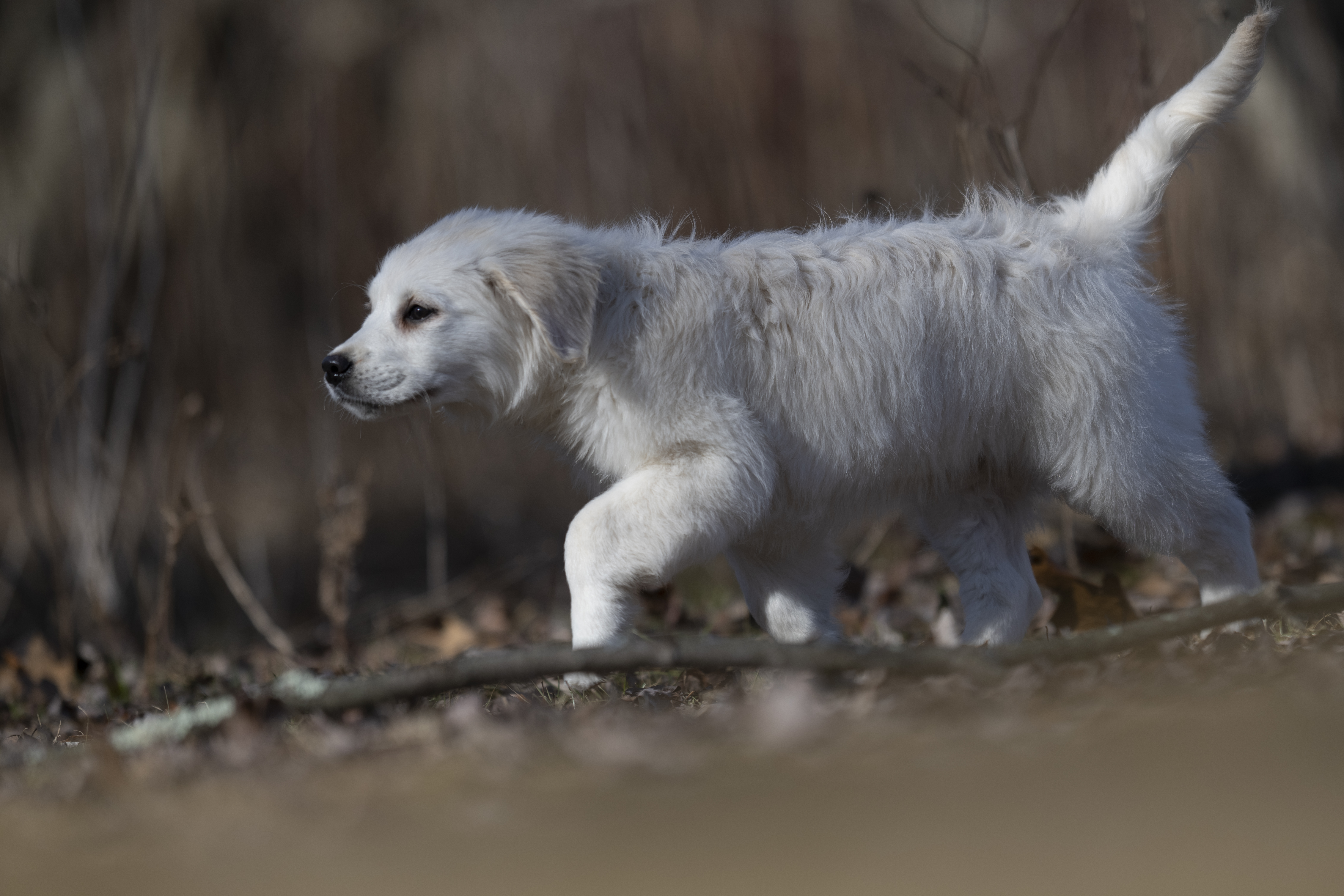 Puppies — MooNewField125