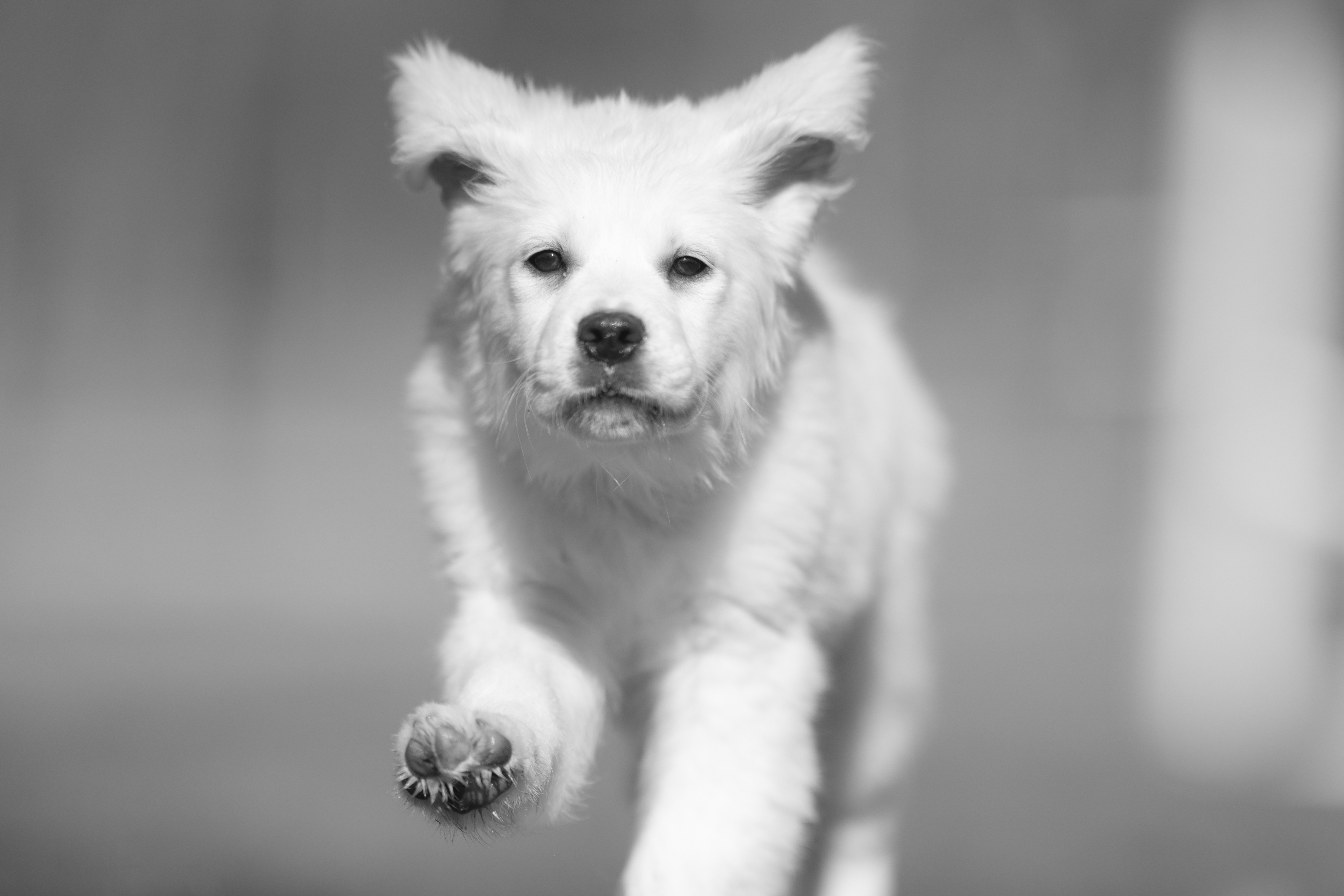 Puppies — MooNewField195 1