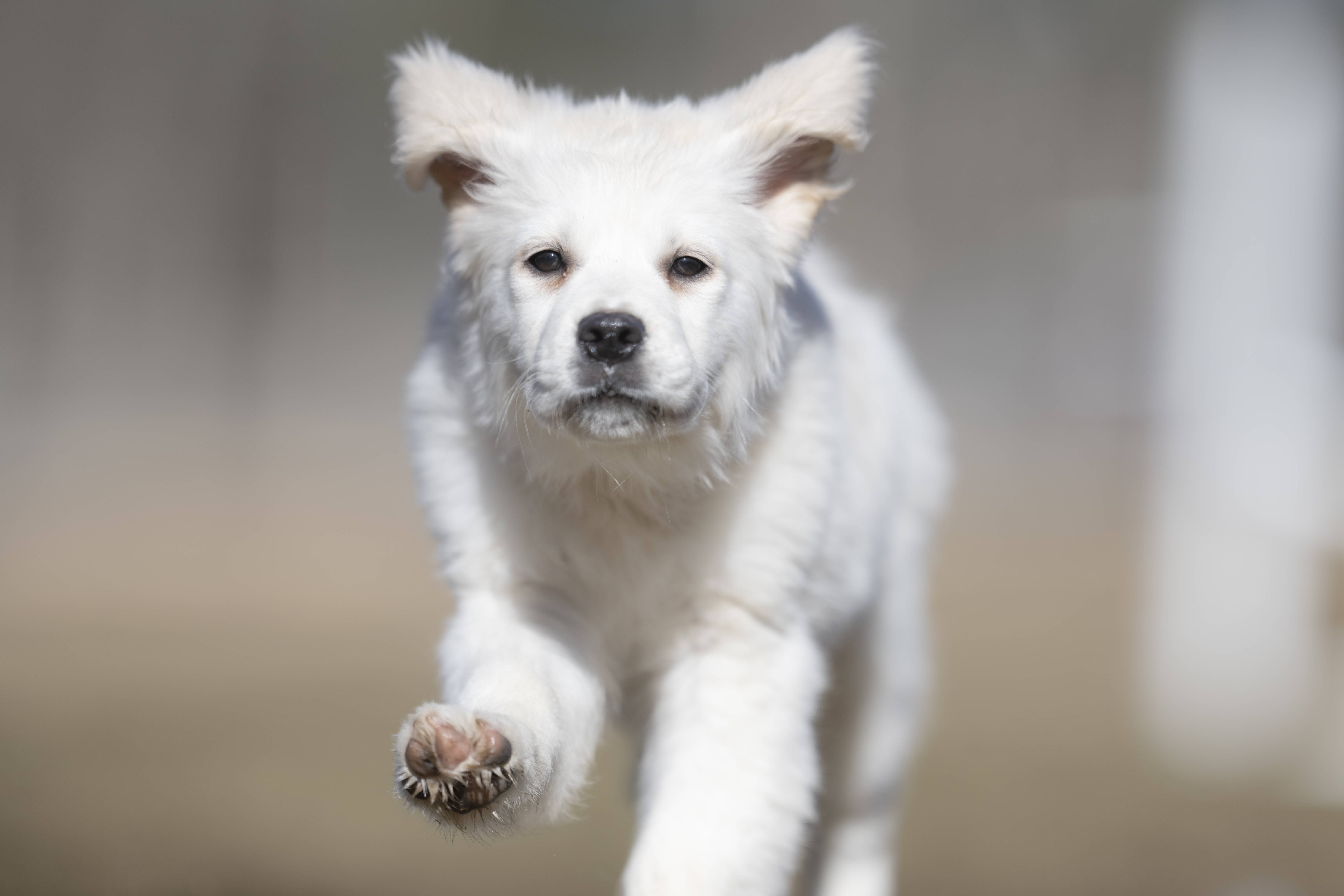 Puppies — MooNewField195 2