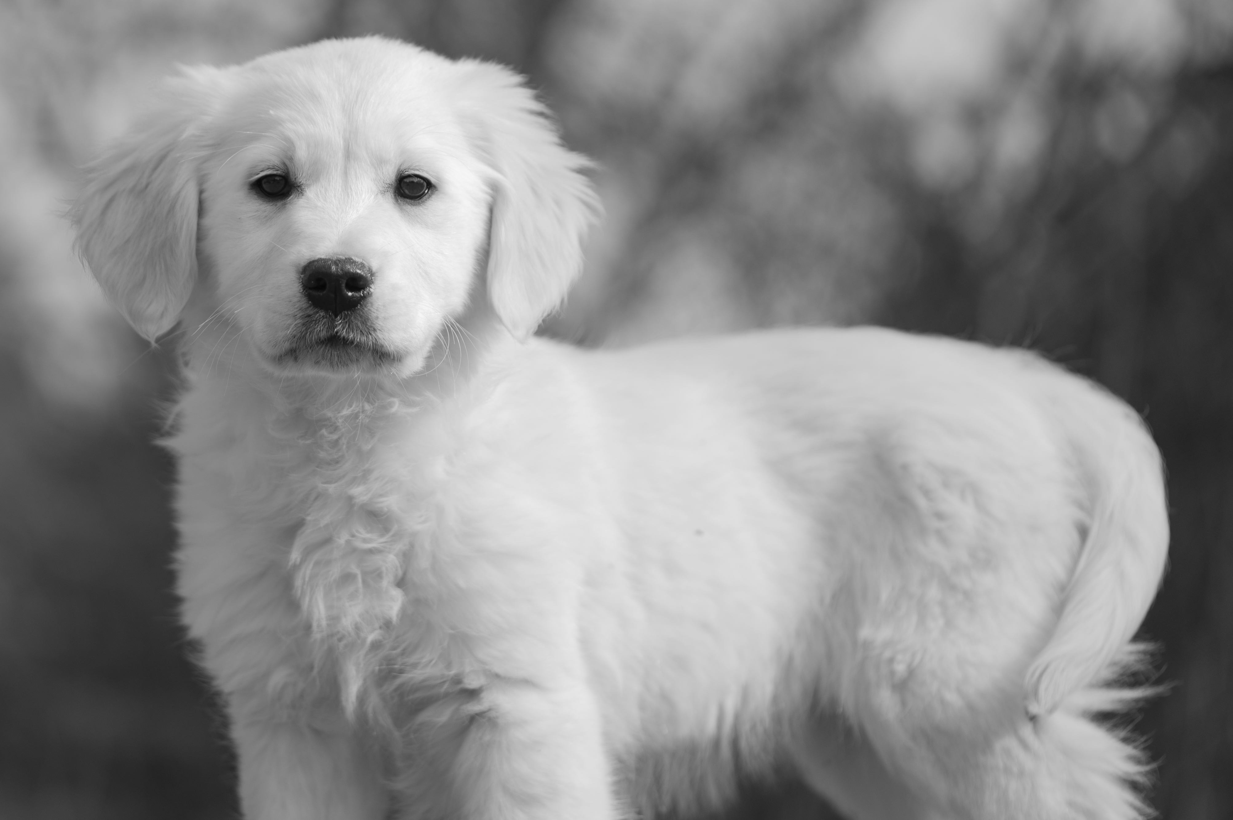 Puppies — ABbSeibert067 1