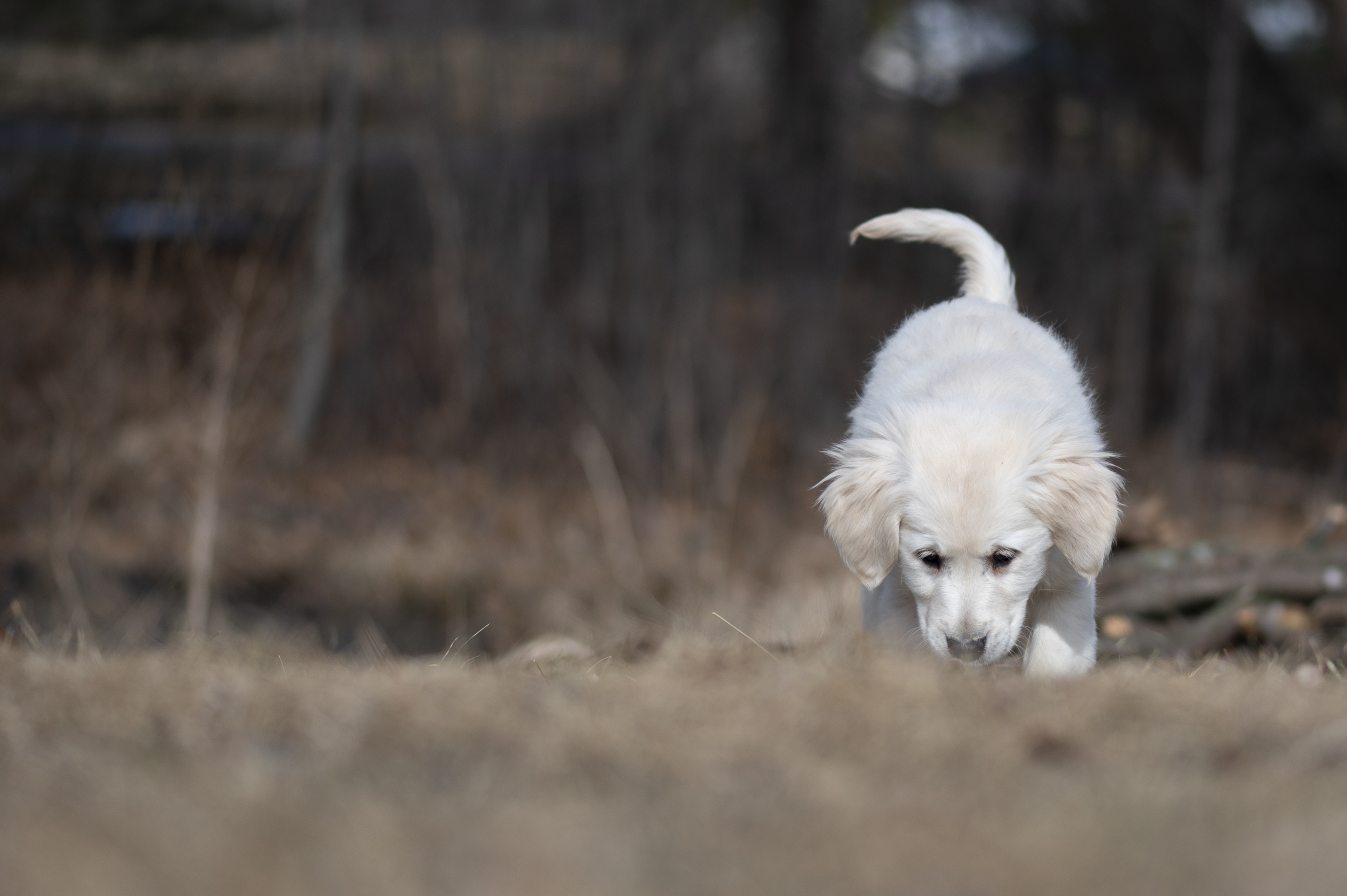 Puppies — ABbSeibert094