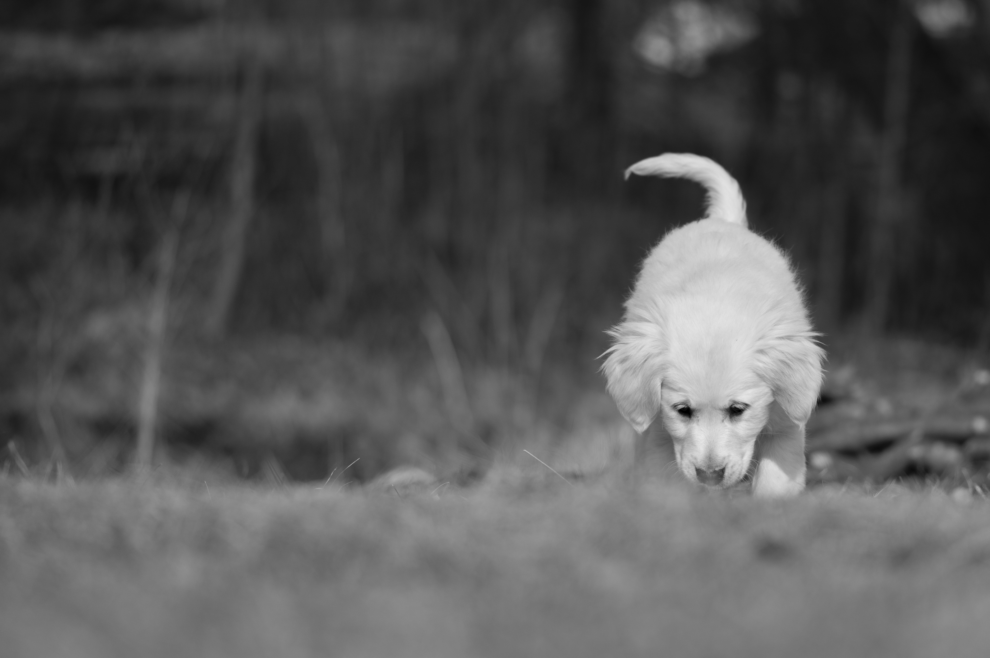 Puppies — ABbSeibert094 1