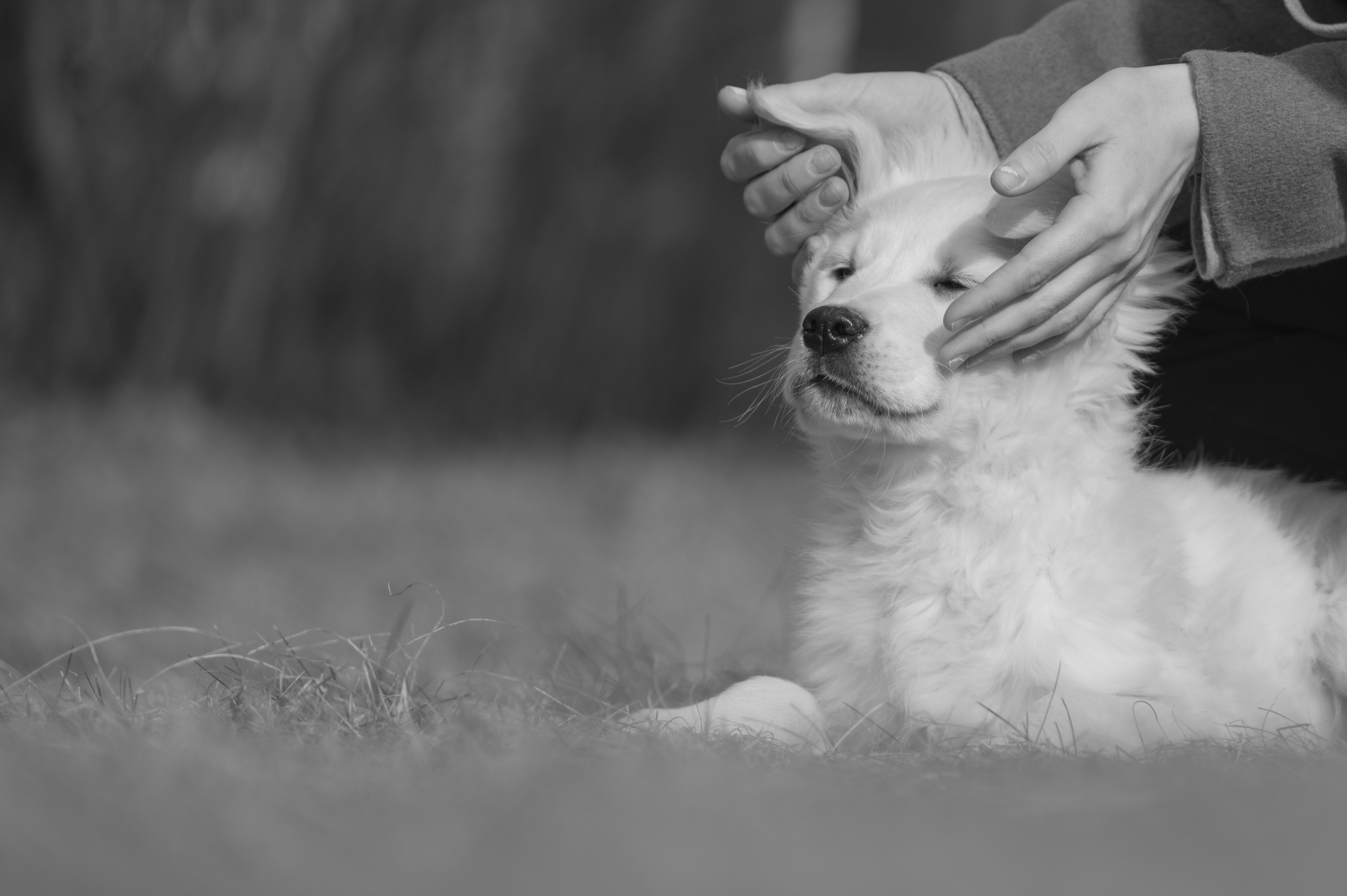 Puppies — ABbSeibert194