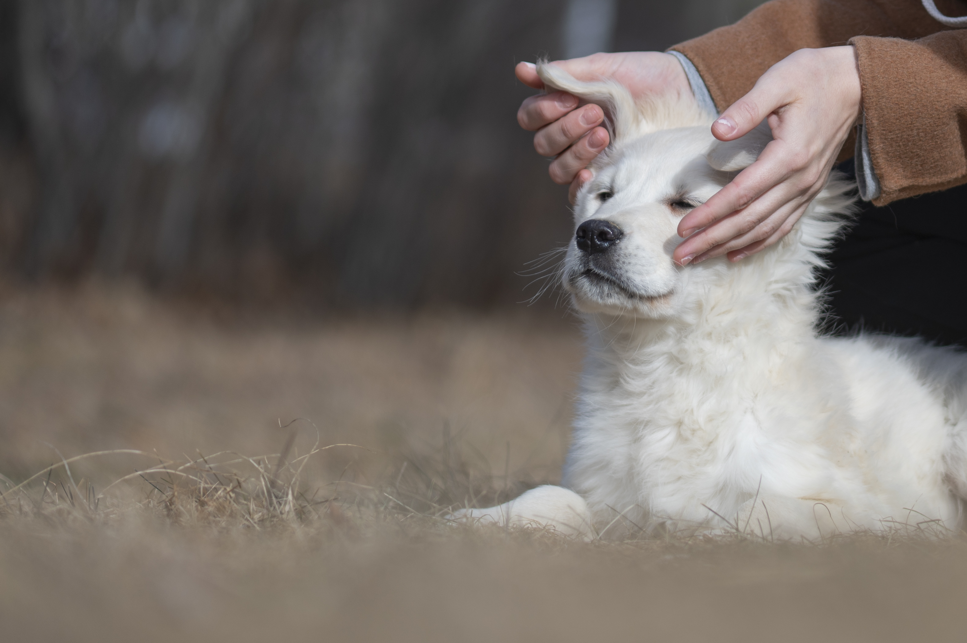 Puppies — ABbSeibert194 1