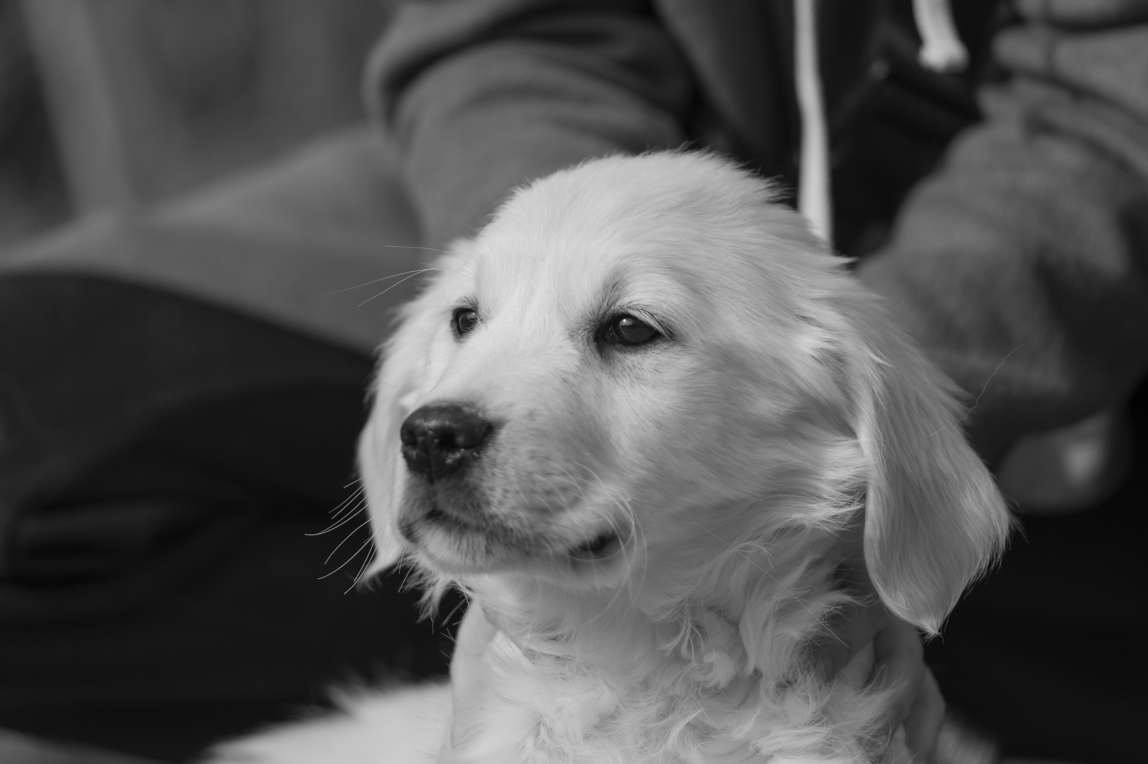 Puppies — ABbSeibert221