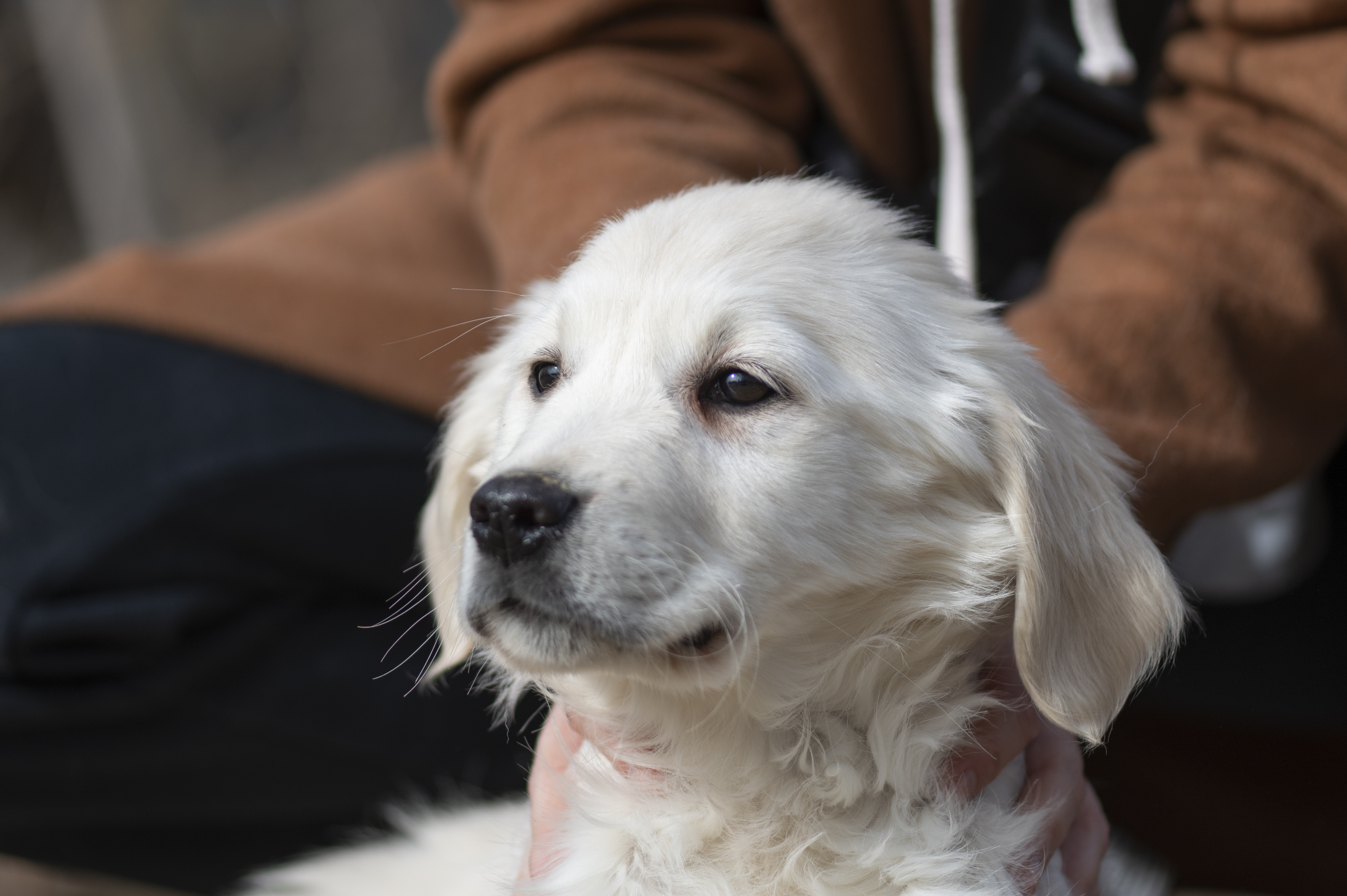 Puppies — ABbSeibert221 1