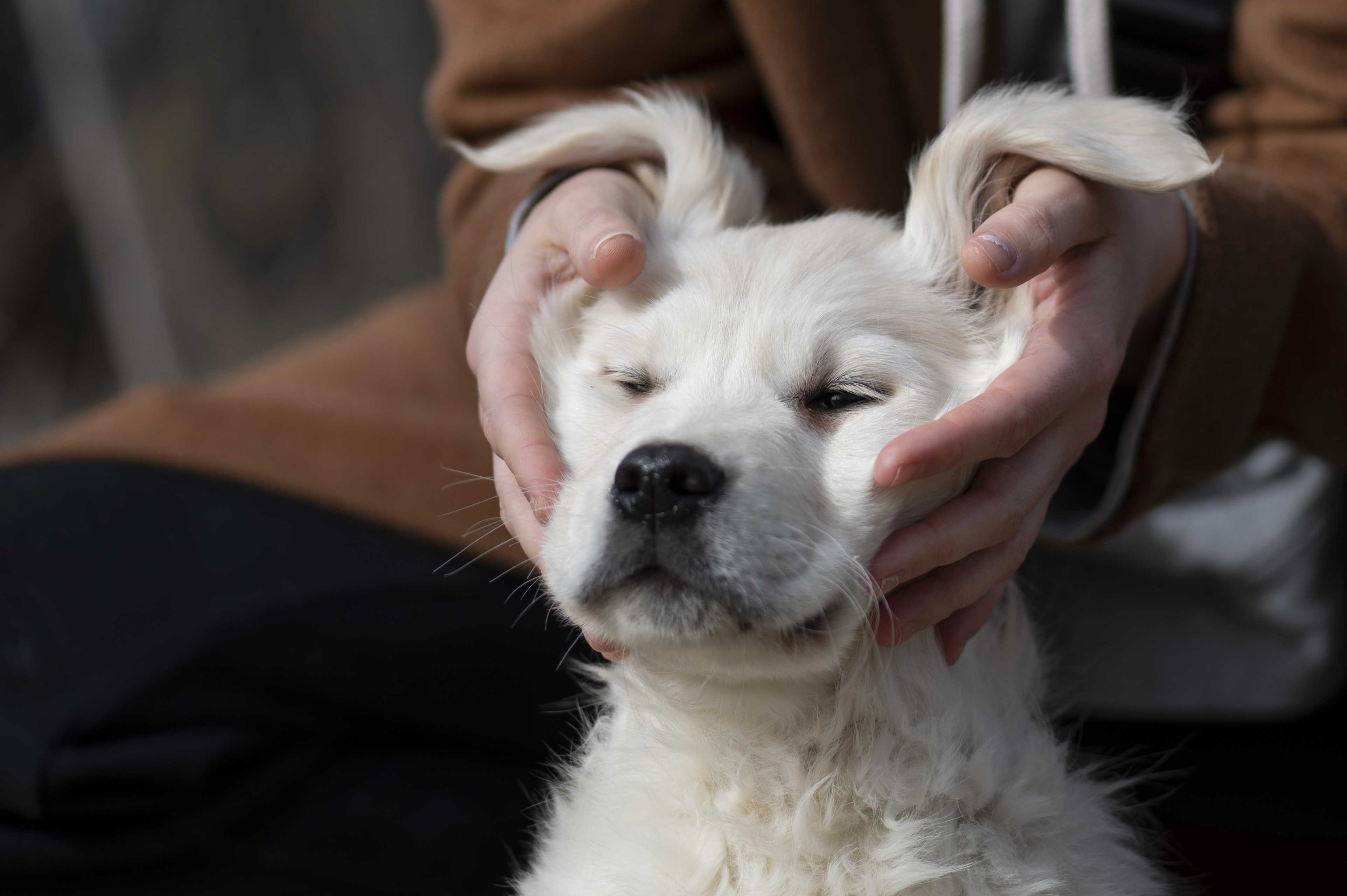 Puppies — ABbSeibert242