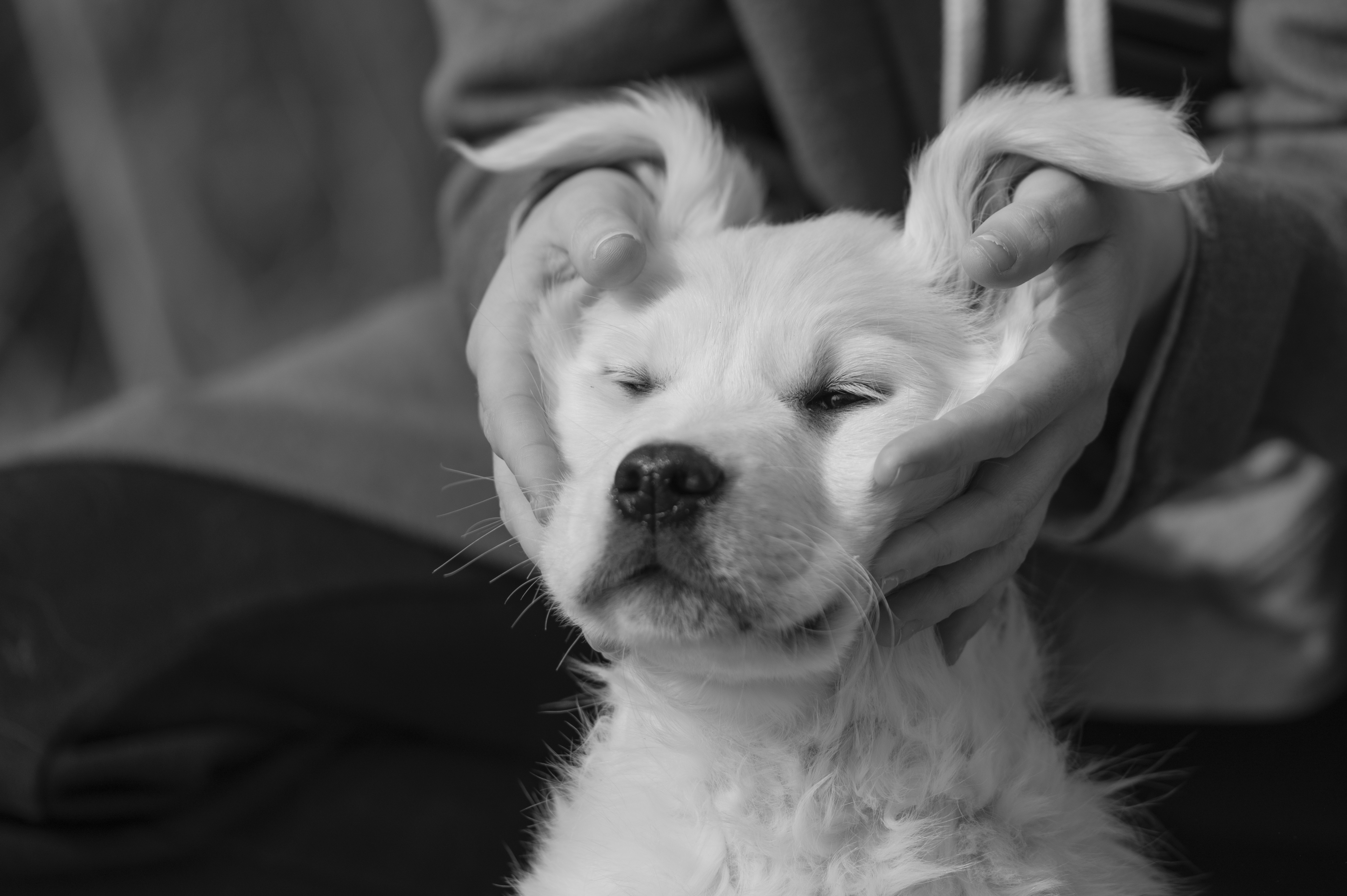 Puppies — ABbSeibert242 2