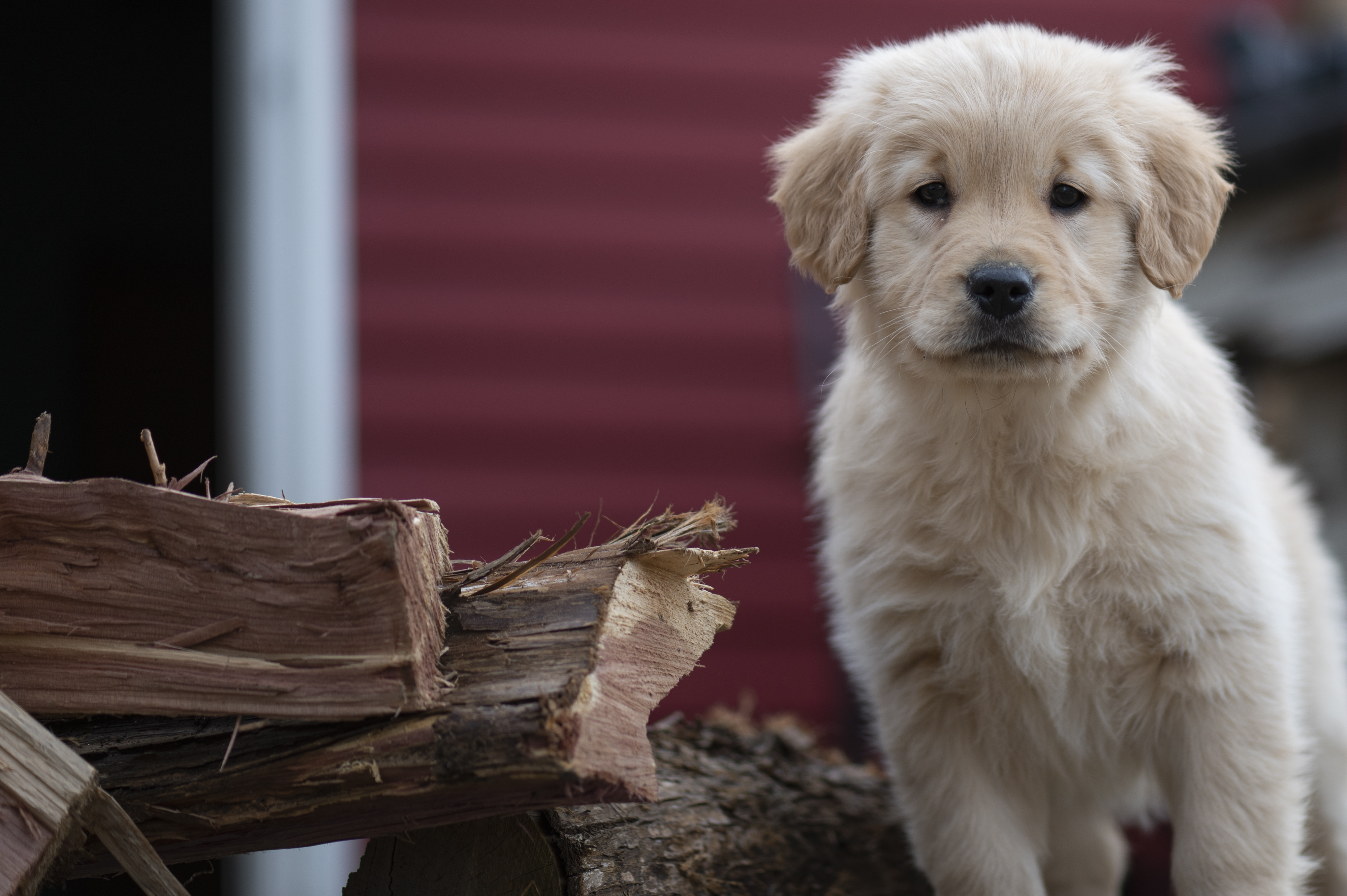 Puppies — YellowRita 10wks012