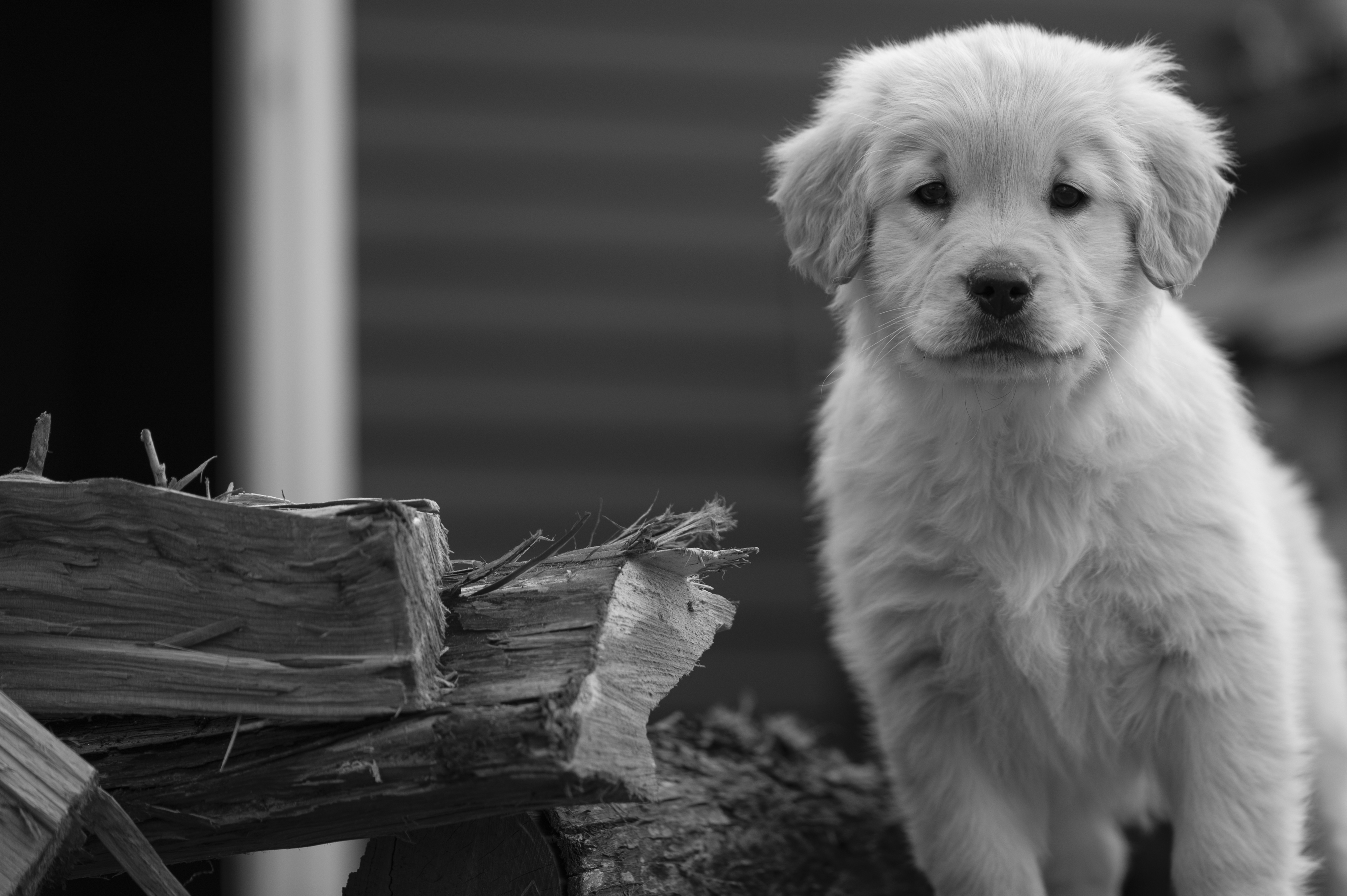 Puppies — YellowRita 10wks012 1