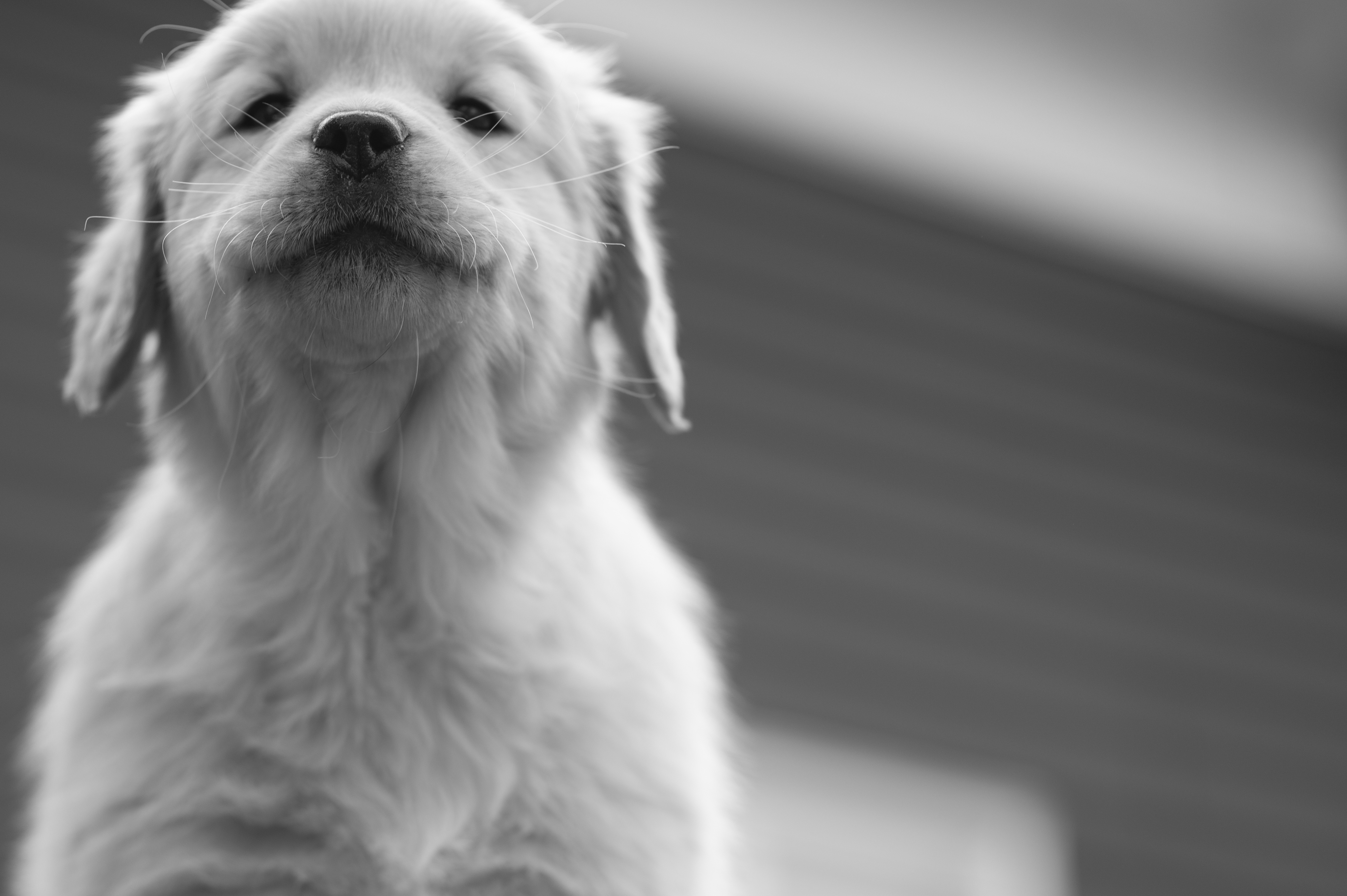 Yellow Golden Retriever puppy at 10 weeks