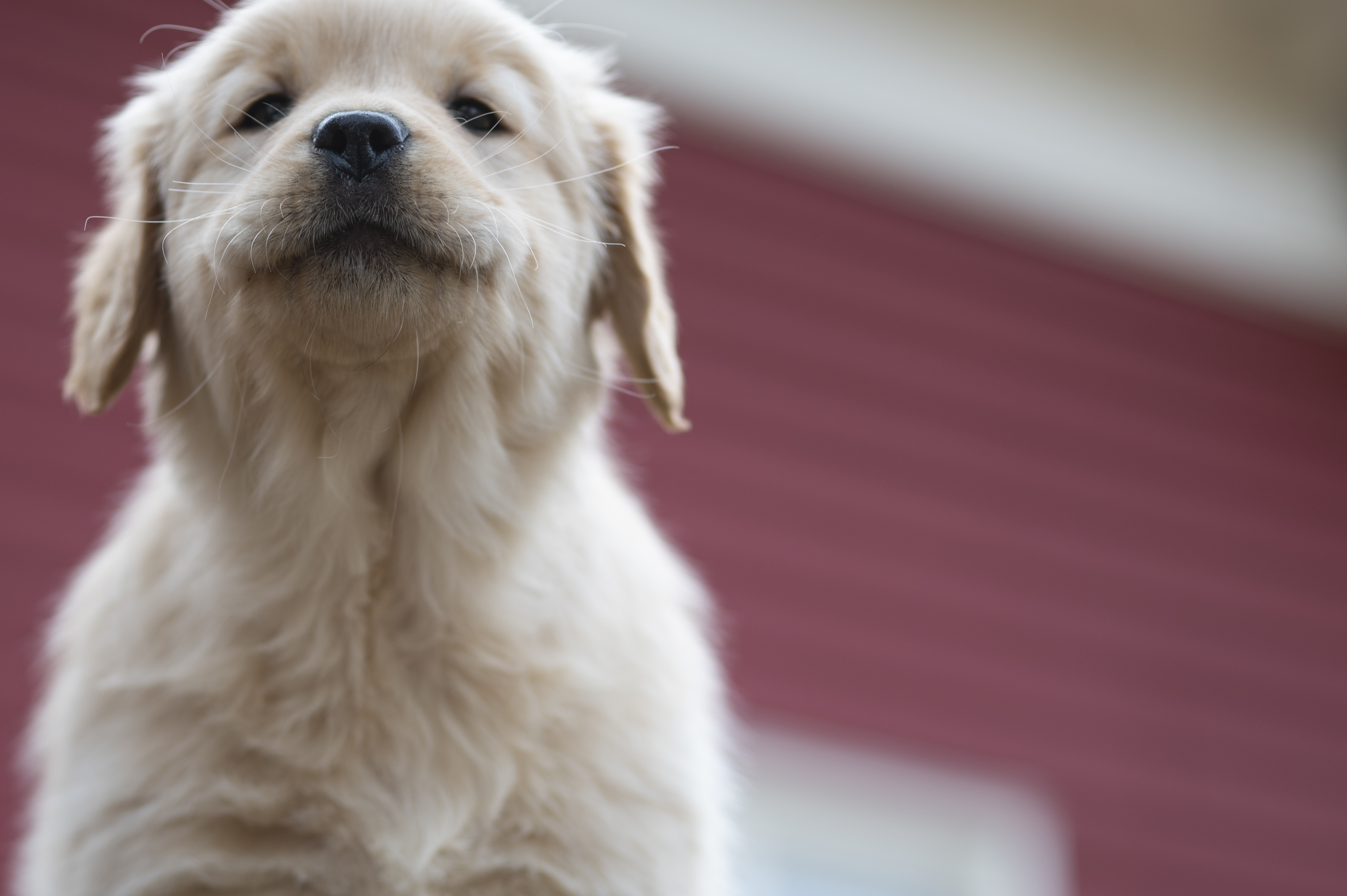 Puppies — YellowRita 10wks027 1