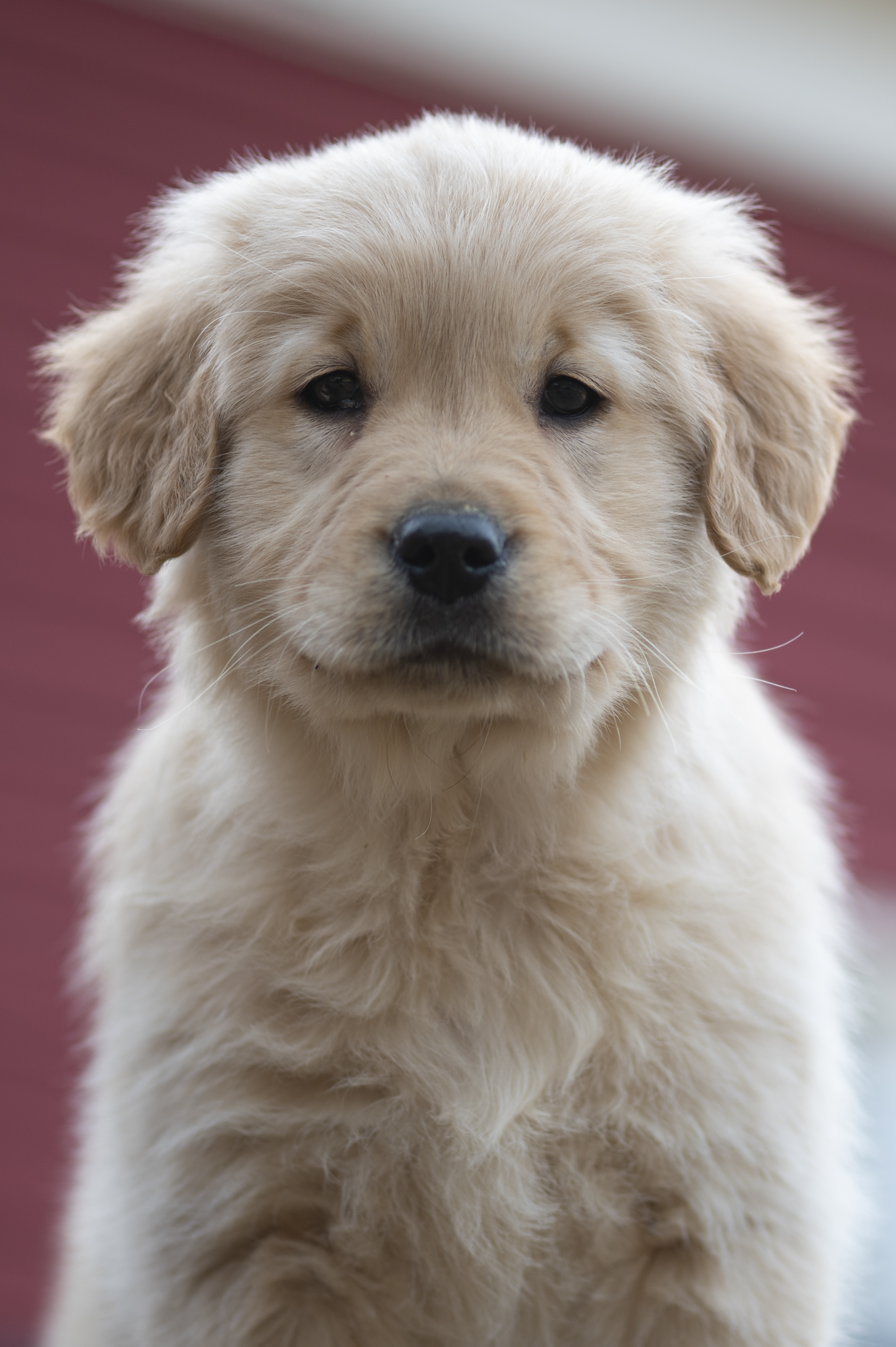 Puppies — YellowRita 10wks036