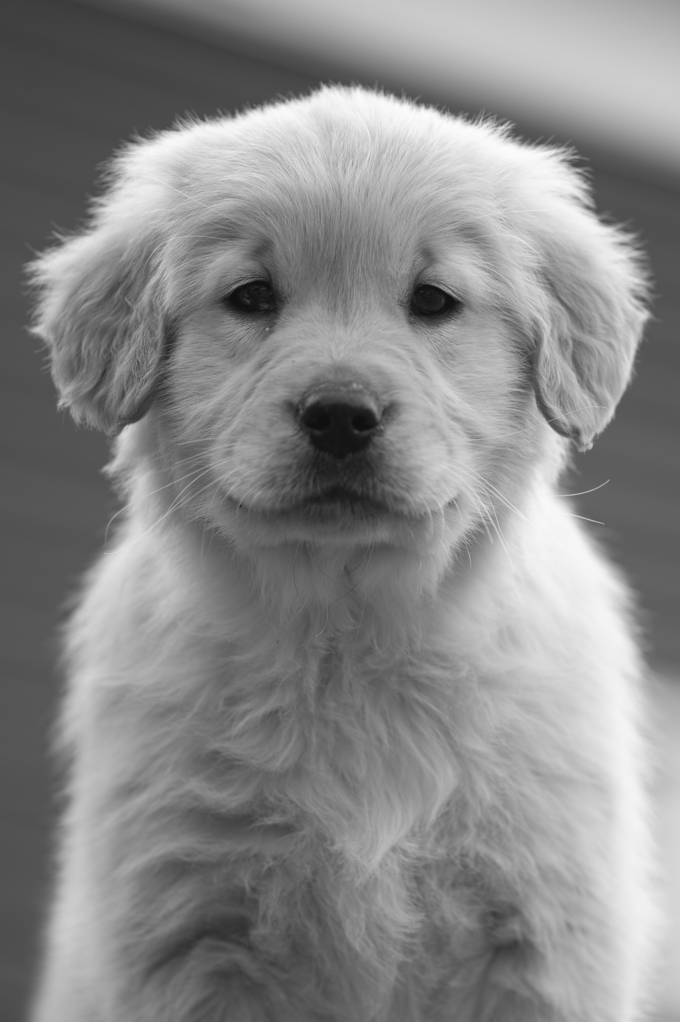 Puppies — YellowRita 10wks036 1