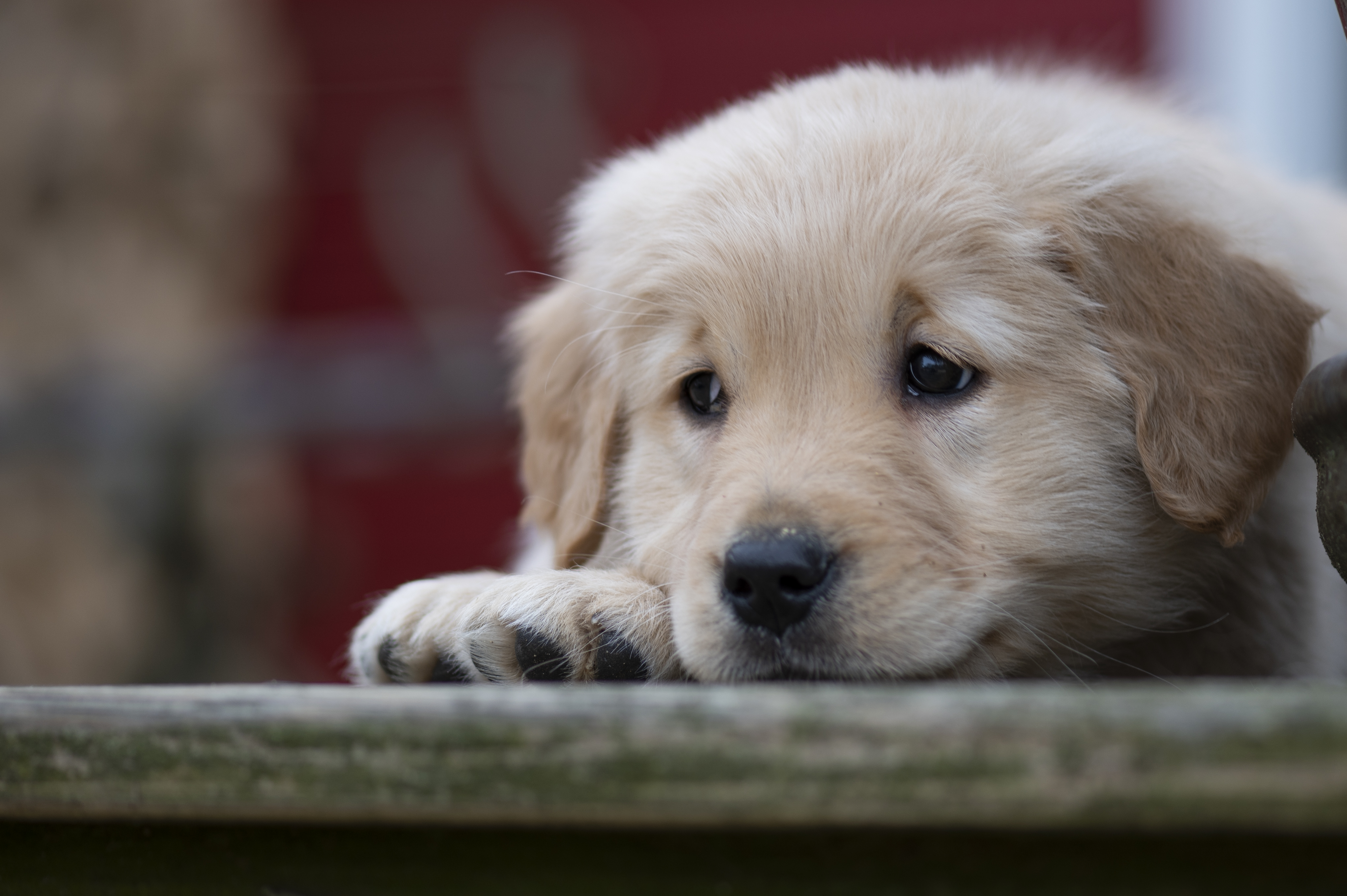Puppies — YellowRita 10wks041