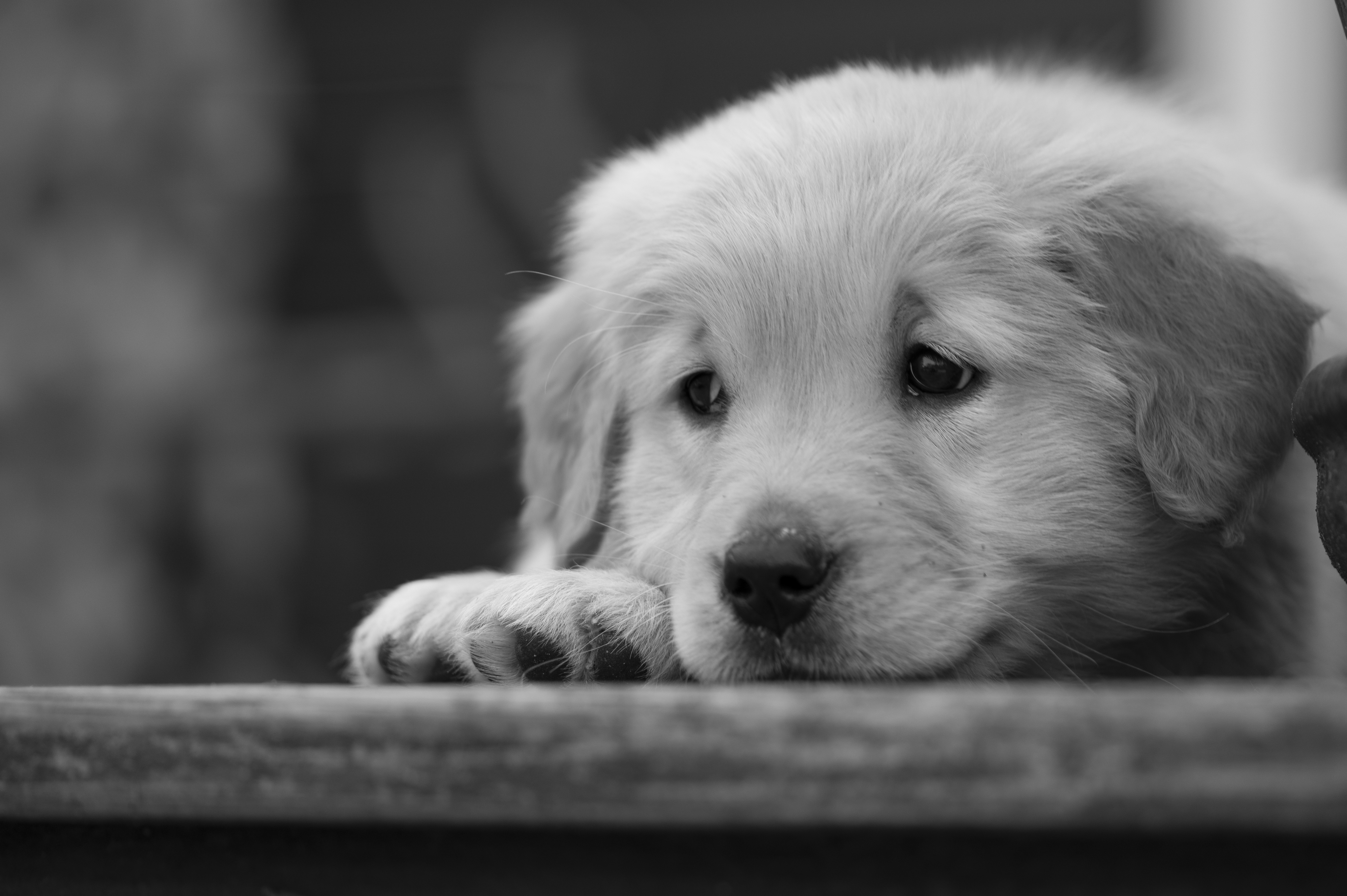 Puppies — YellowRita 10wks041 1