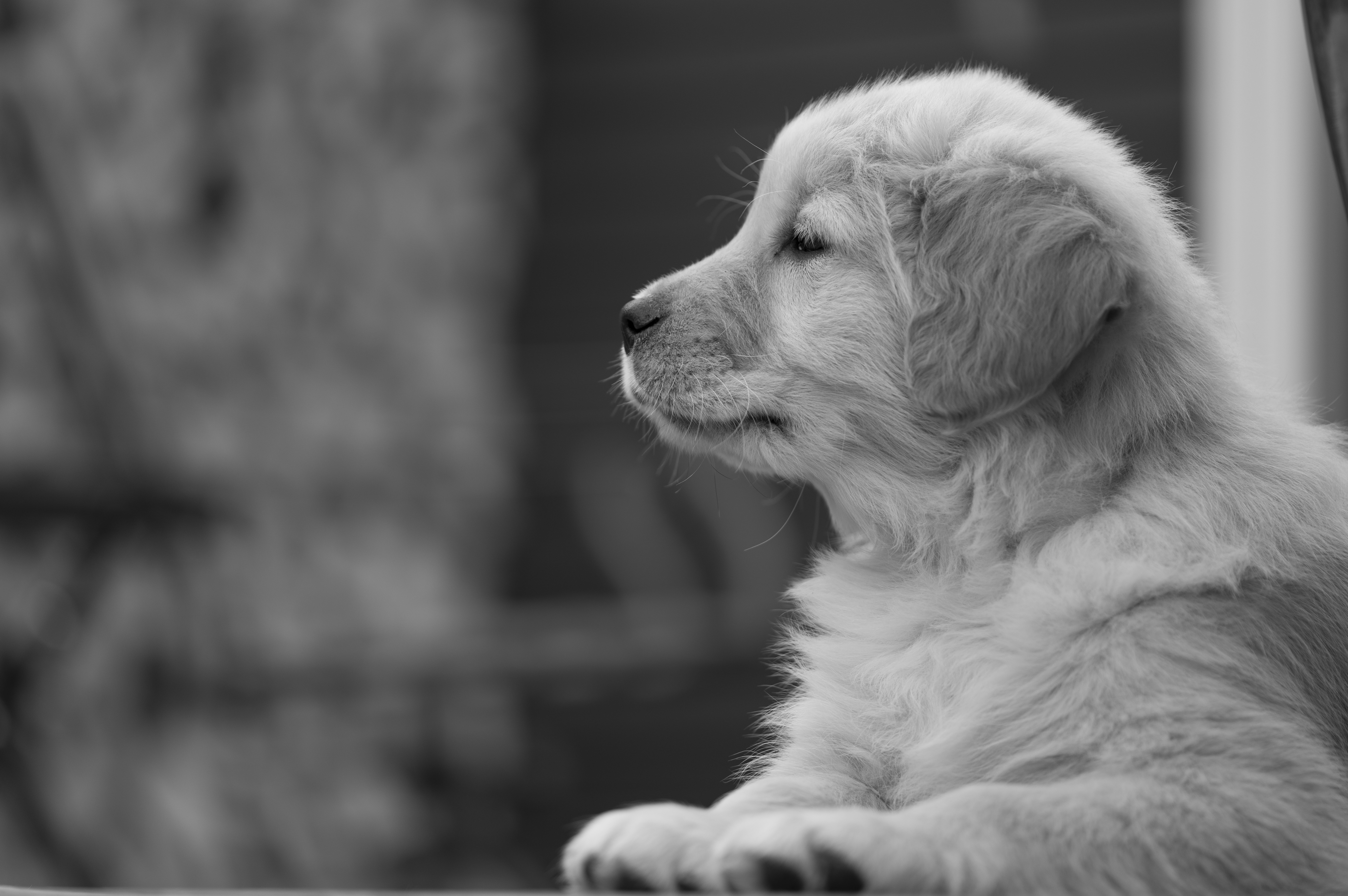 Puppies — YellowRita 10wks059