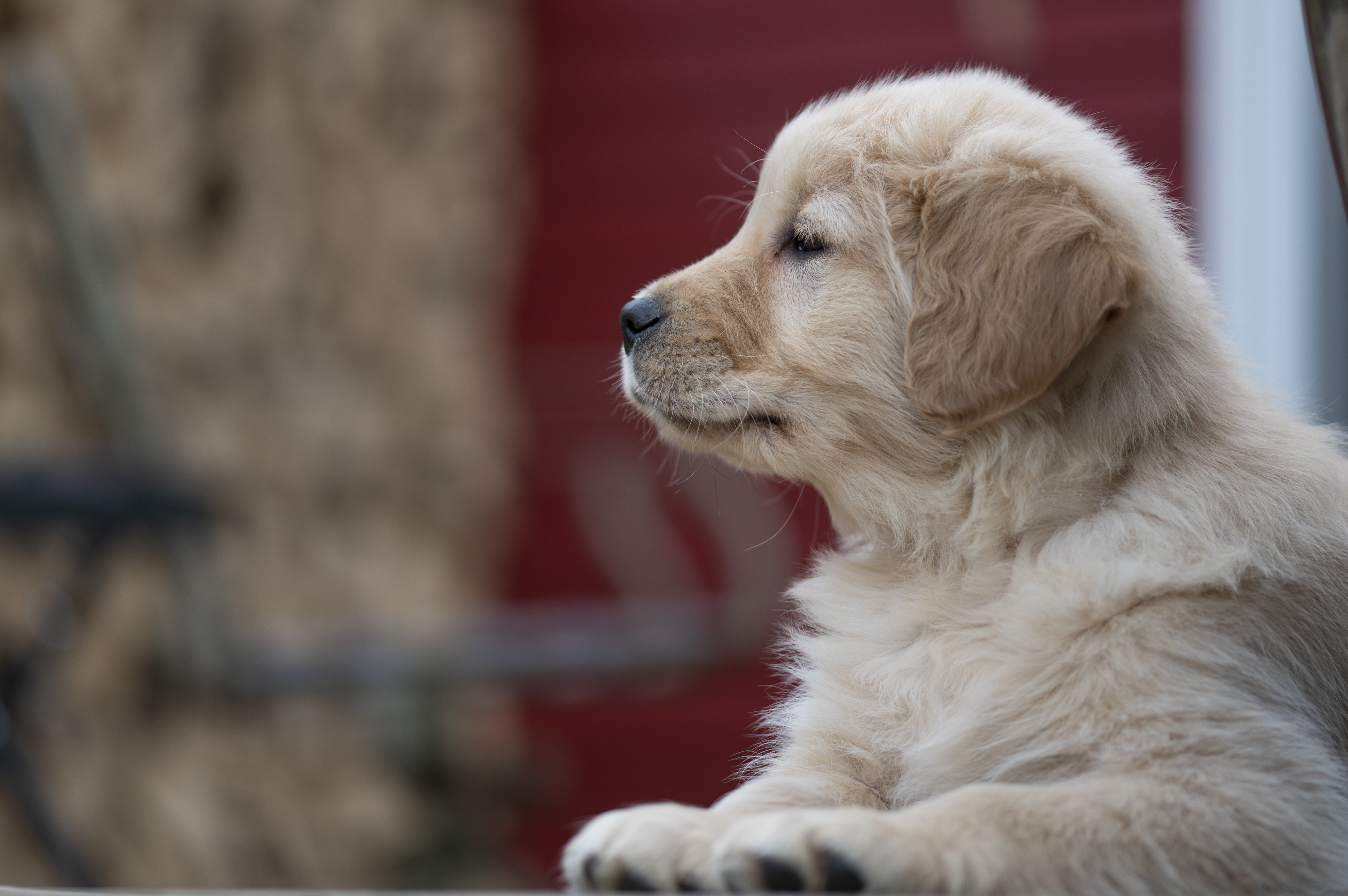 Puppies — YellowRita 10wks059 1