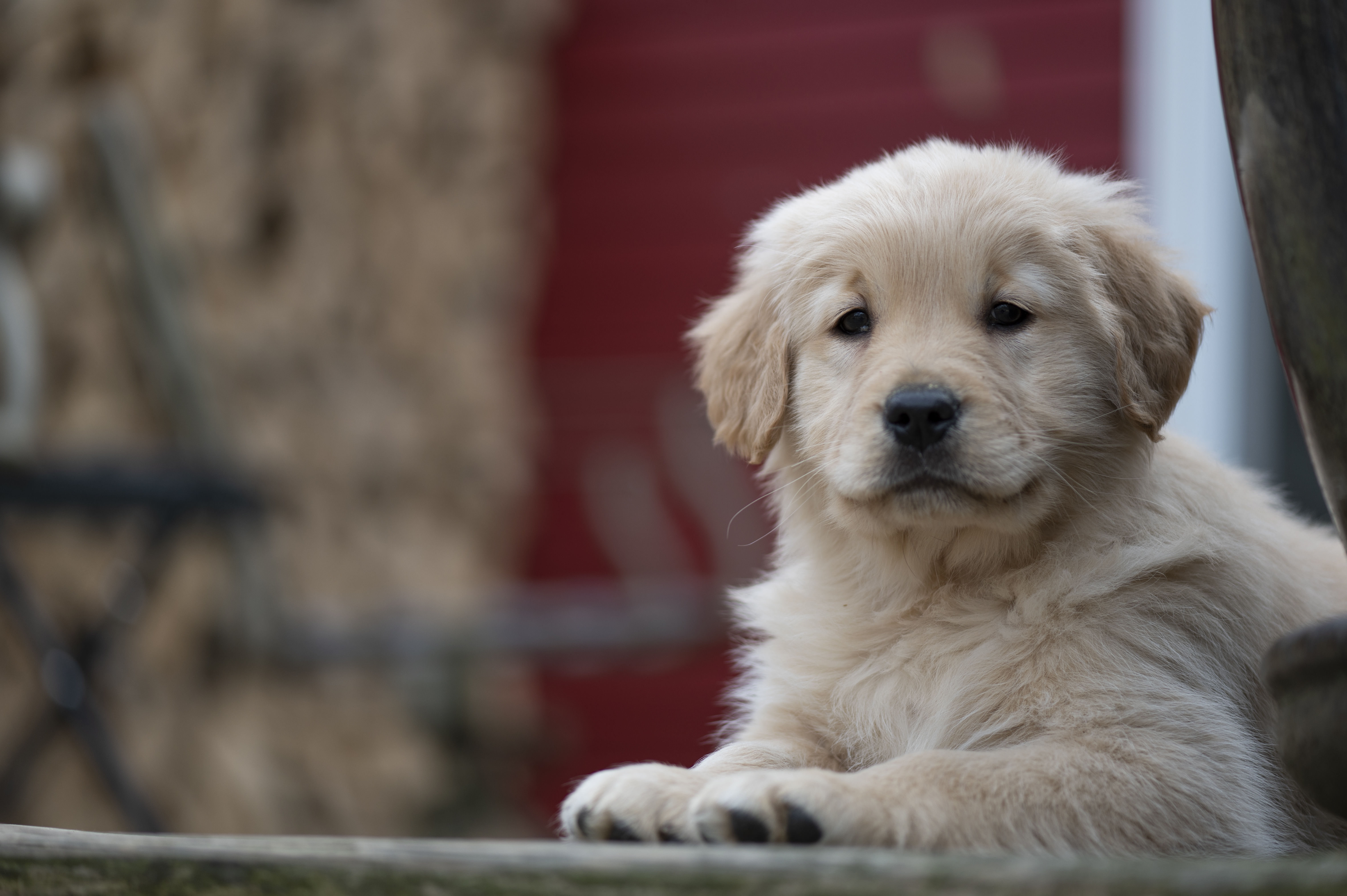 Puppies — YellowRita 10wks066