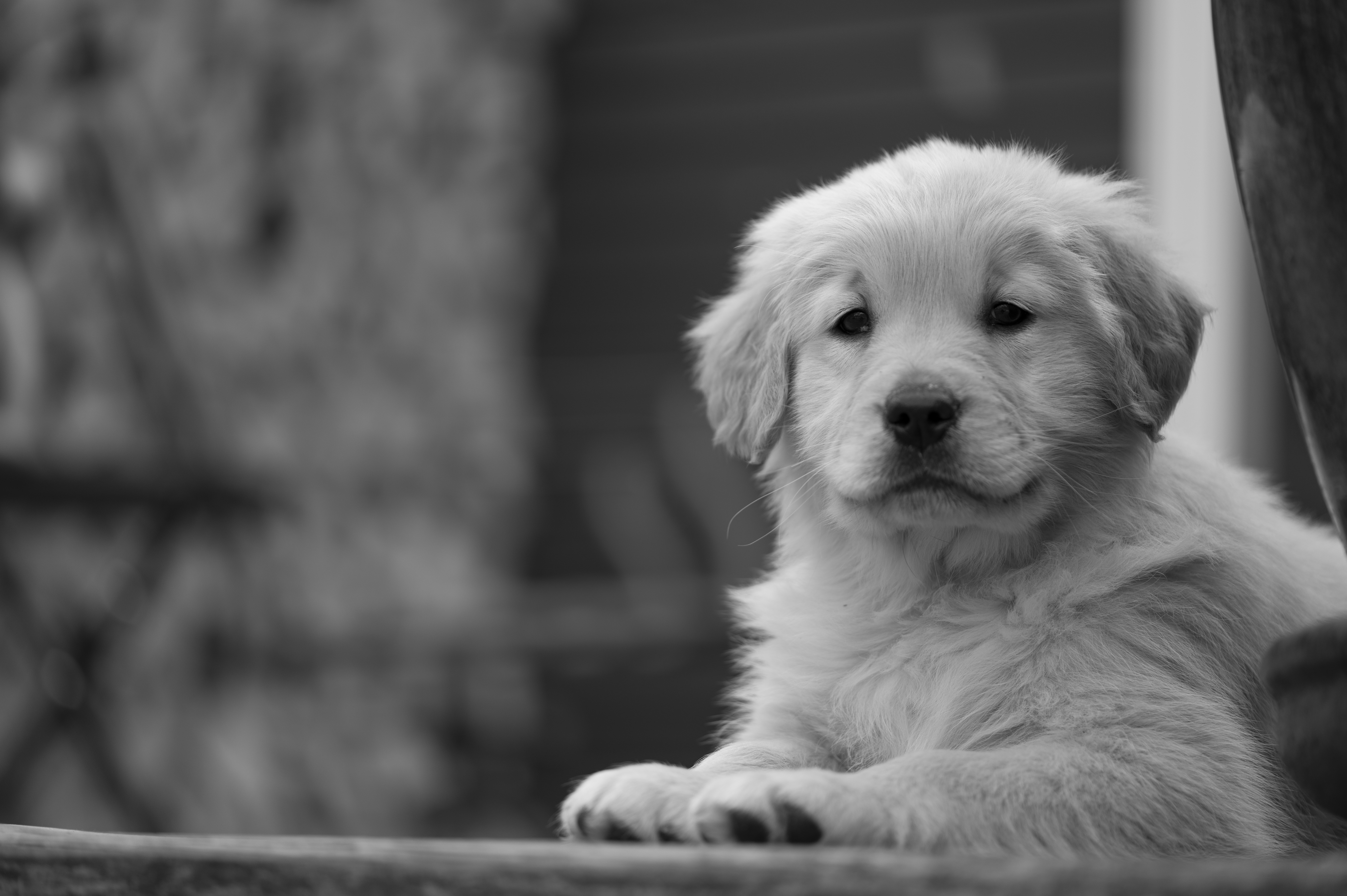 Puppies — YellowRita 10wks066 1