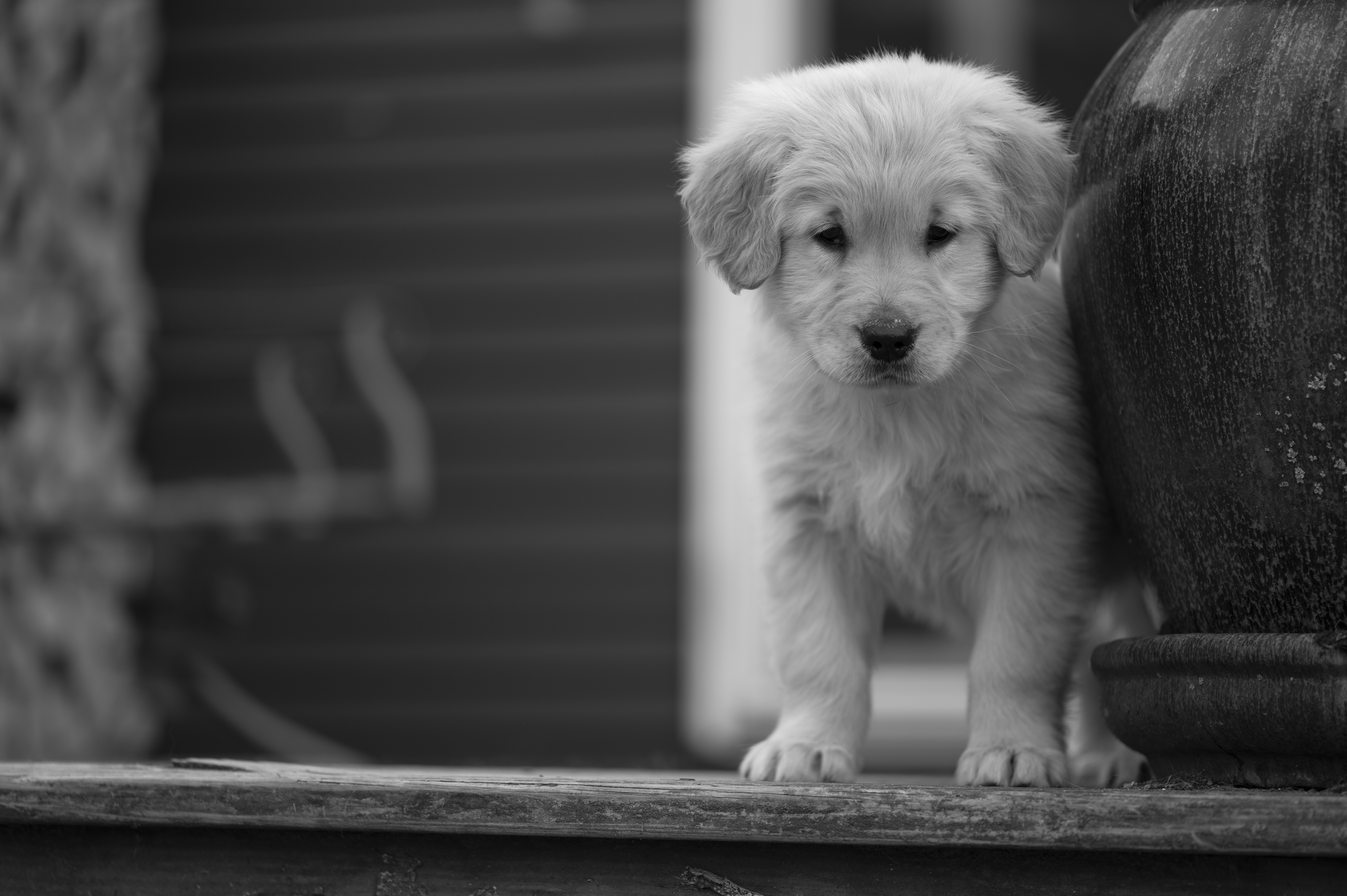 Puppies — YellowRita 10wks114