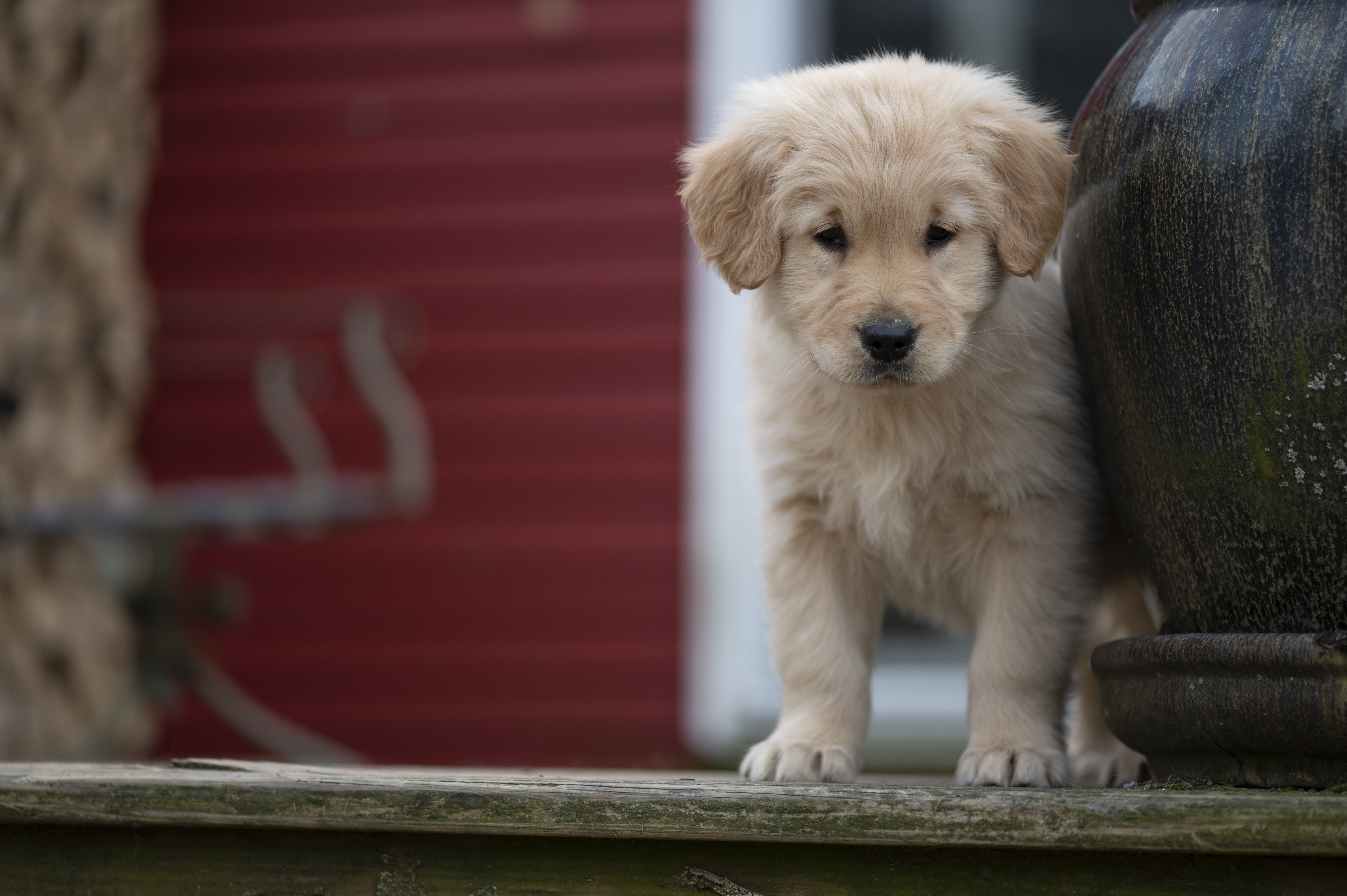 Puppies — YellowRita 10wks114 1